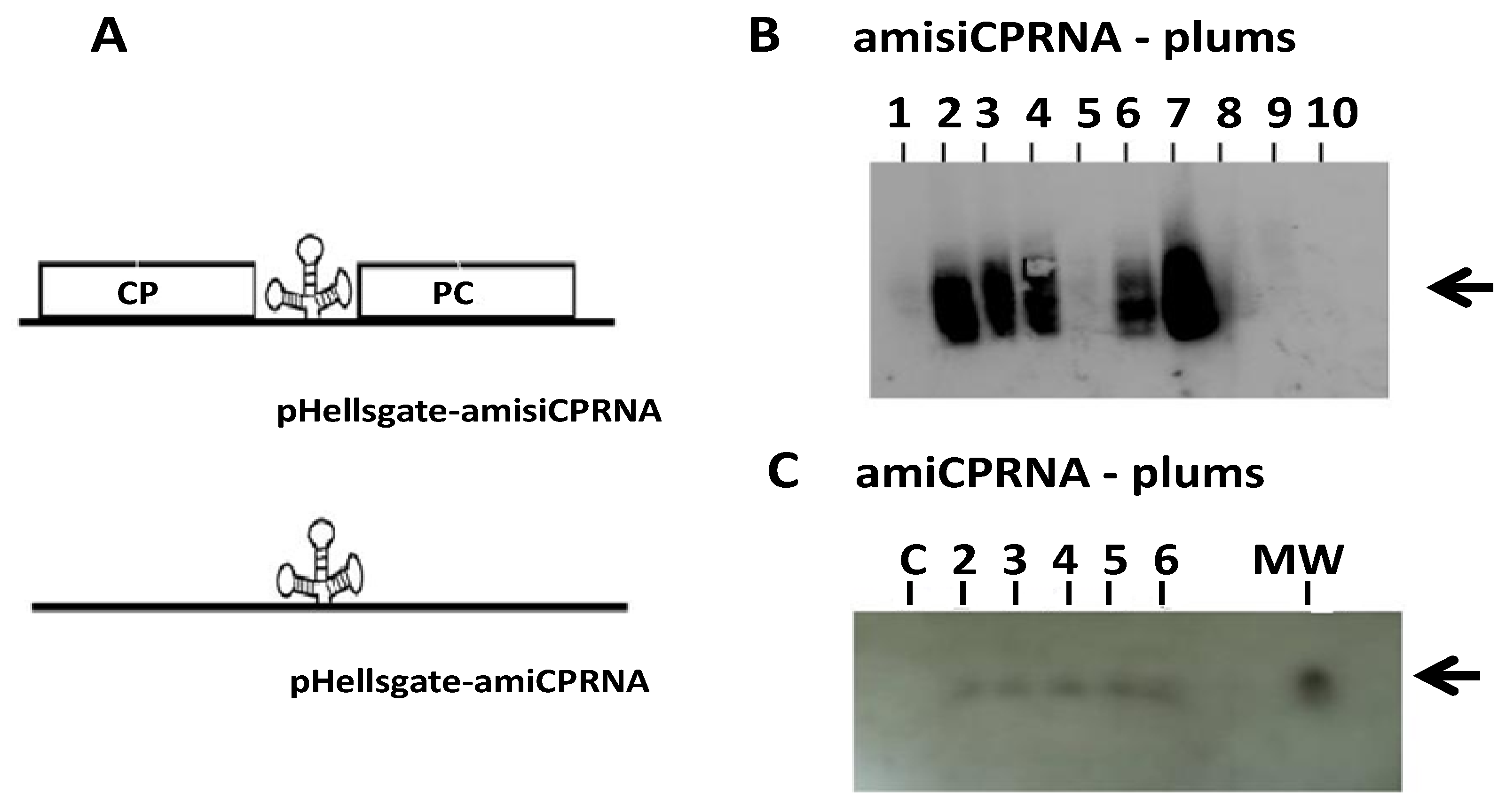 Plants 08 00565 g002