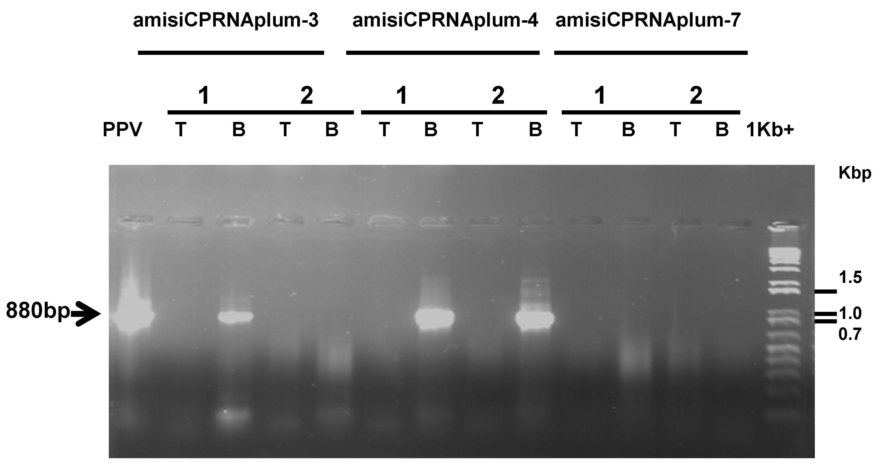 Plants 08 00565 g003