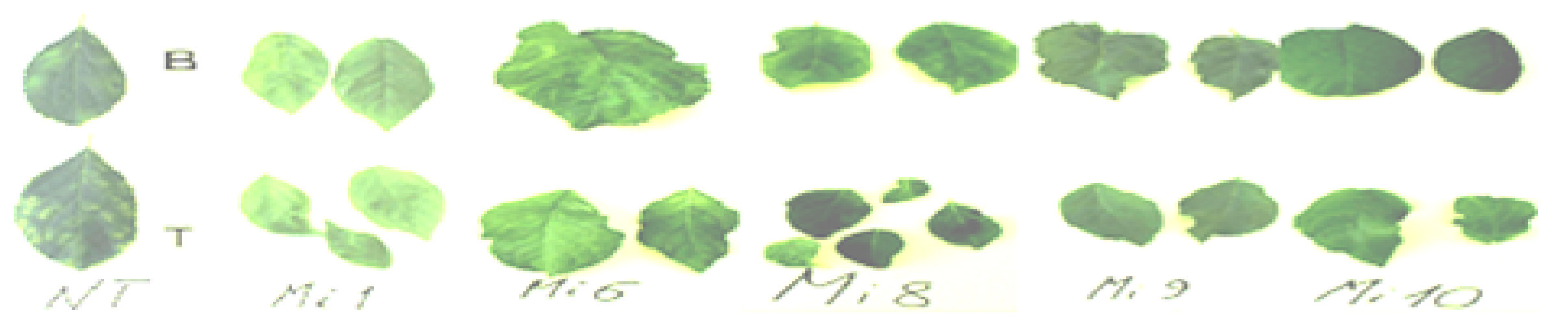 Plants 08 00565 g004