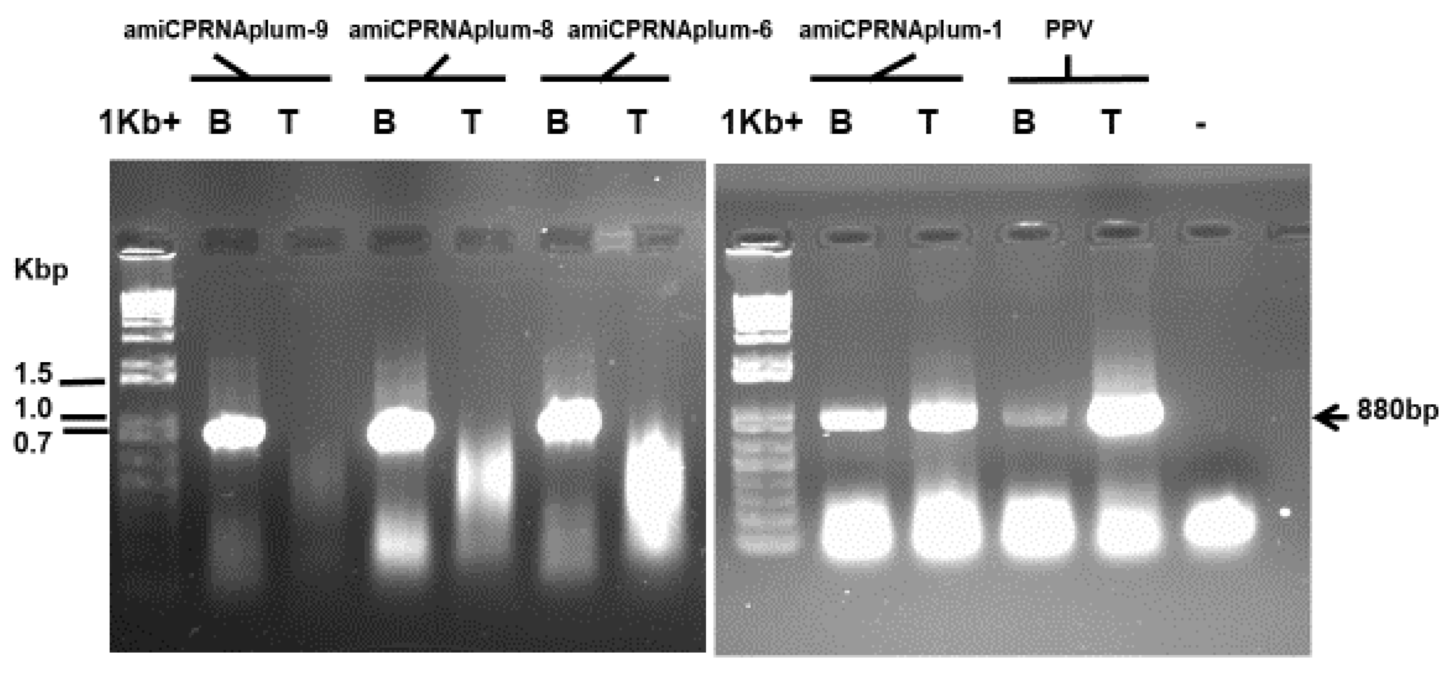 Plants 08 00565 g005