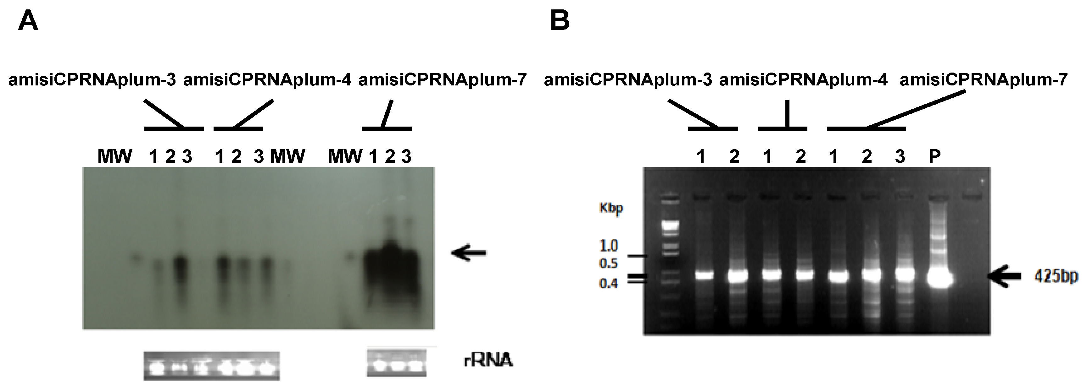 Plants 08 00565 g006