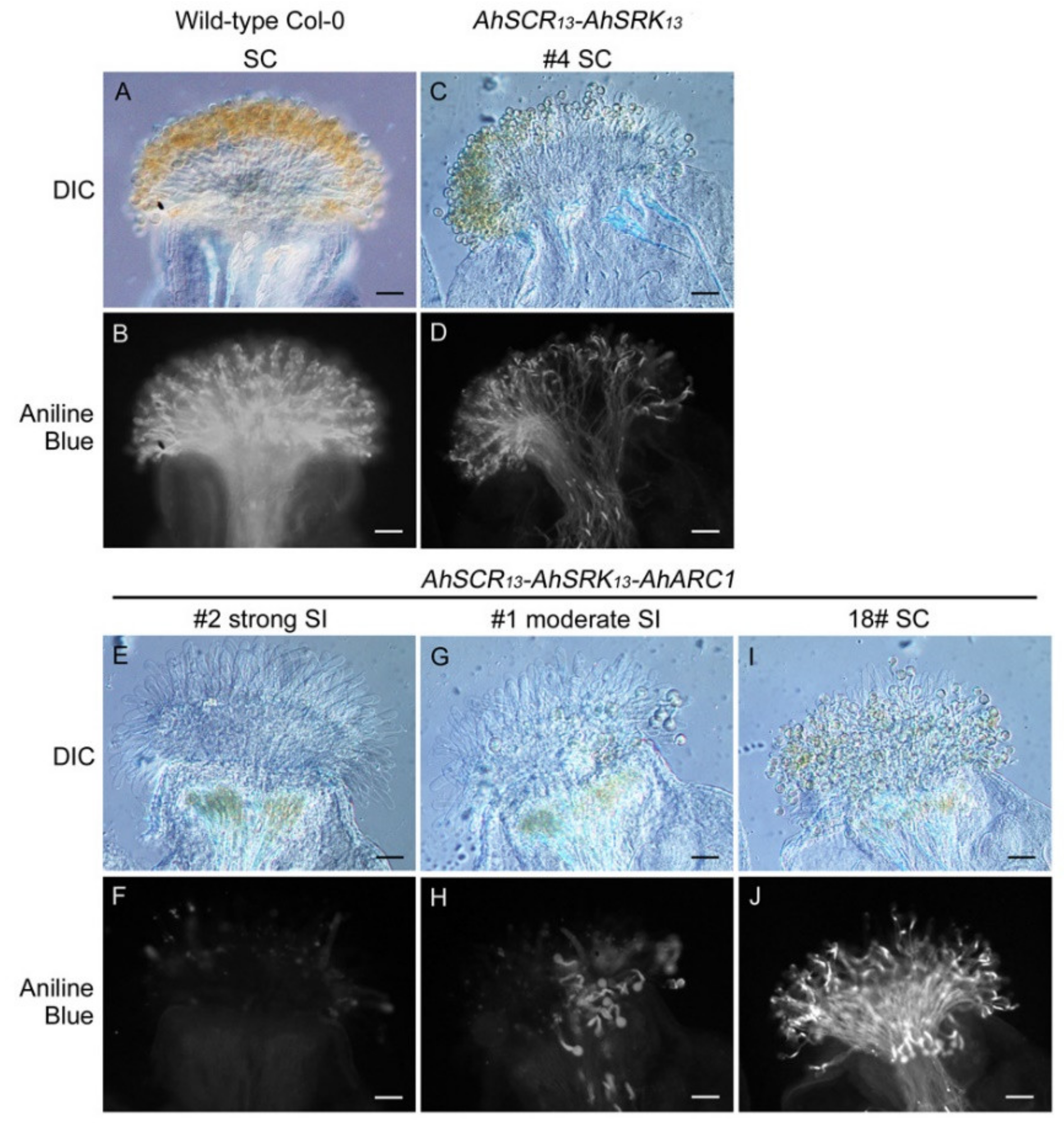 Plants 08 00570 g001
