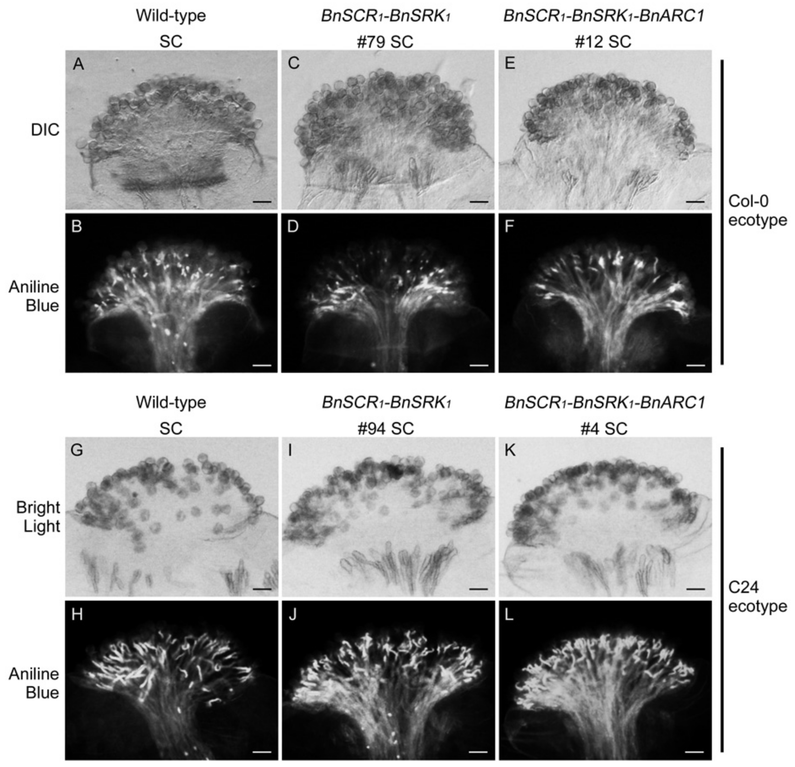 Plants 08 00570 g002