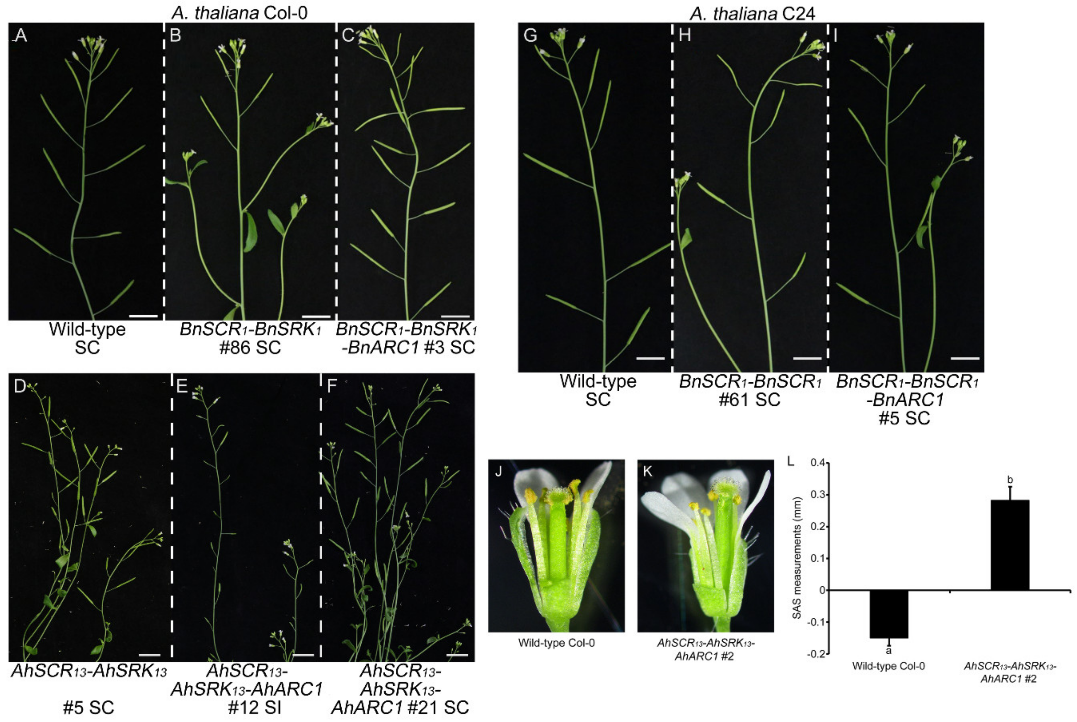 Plants 08 00570 g003