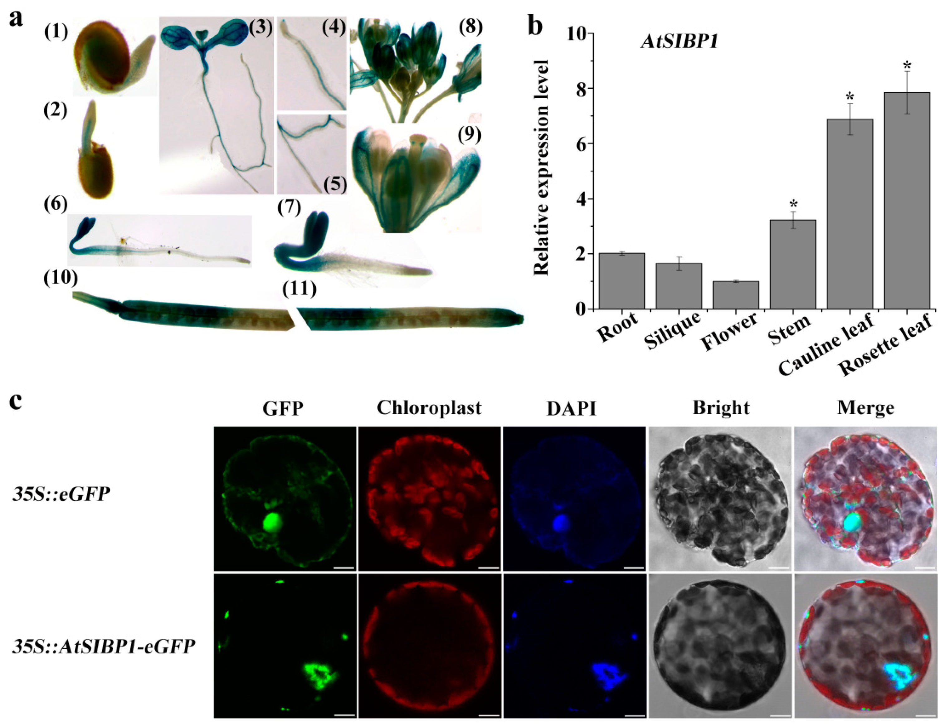 Plants 08 00573 g003