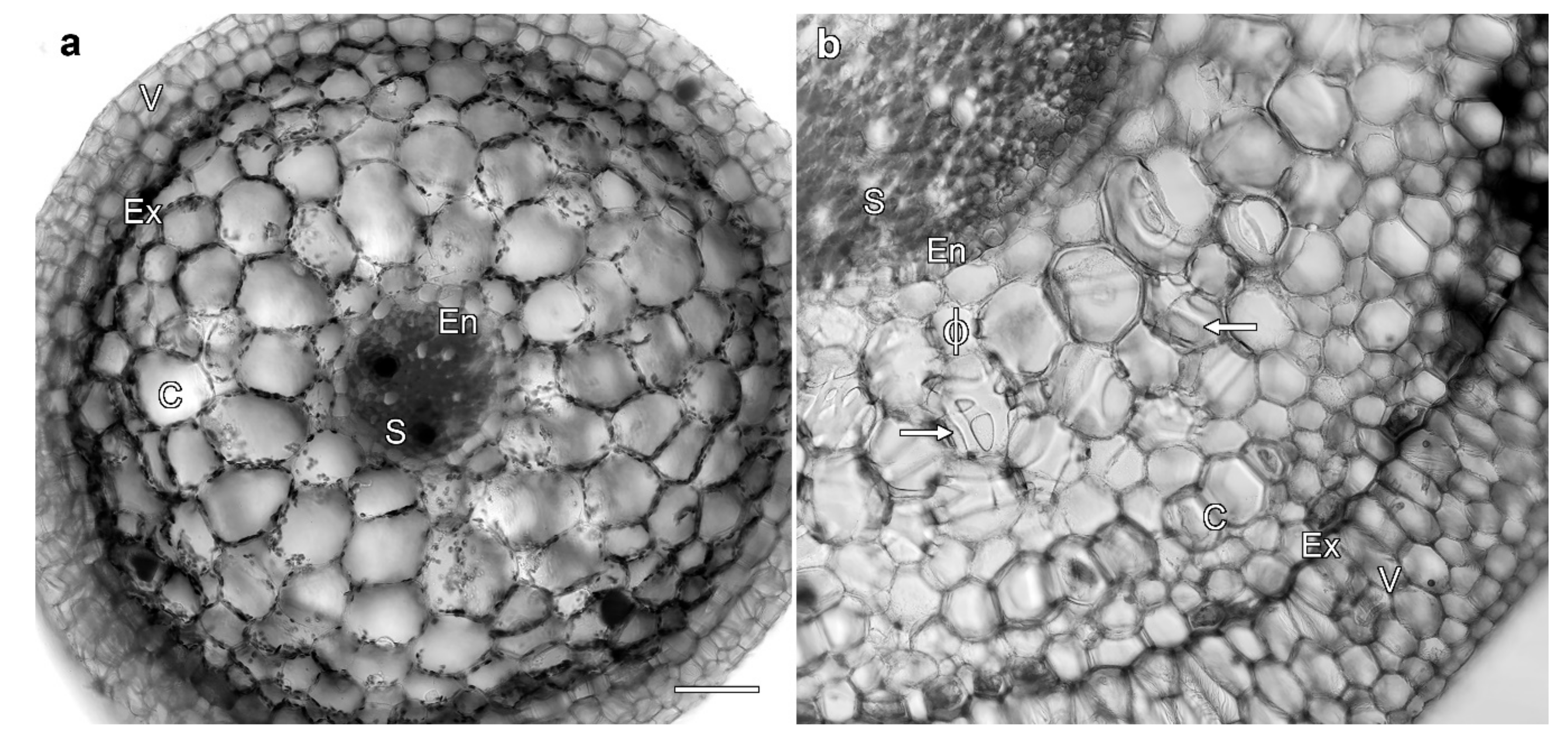 Plants 08 00574 g001 Plants 08 00574 g001