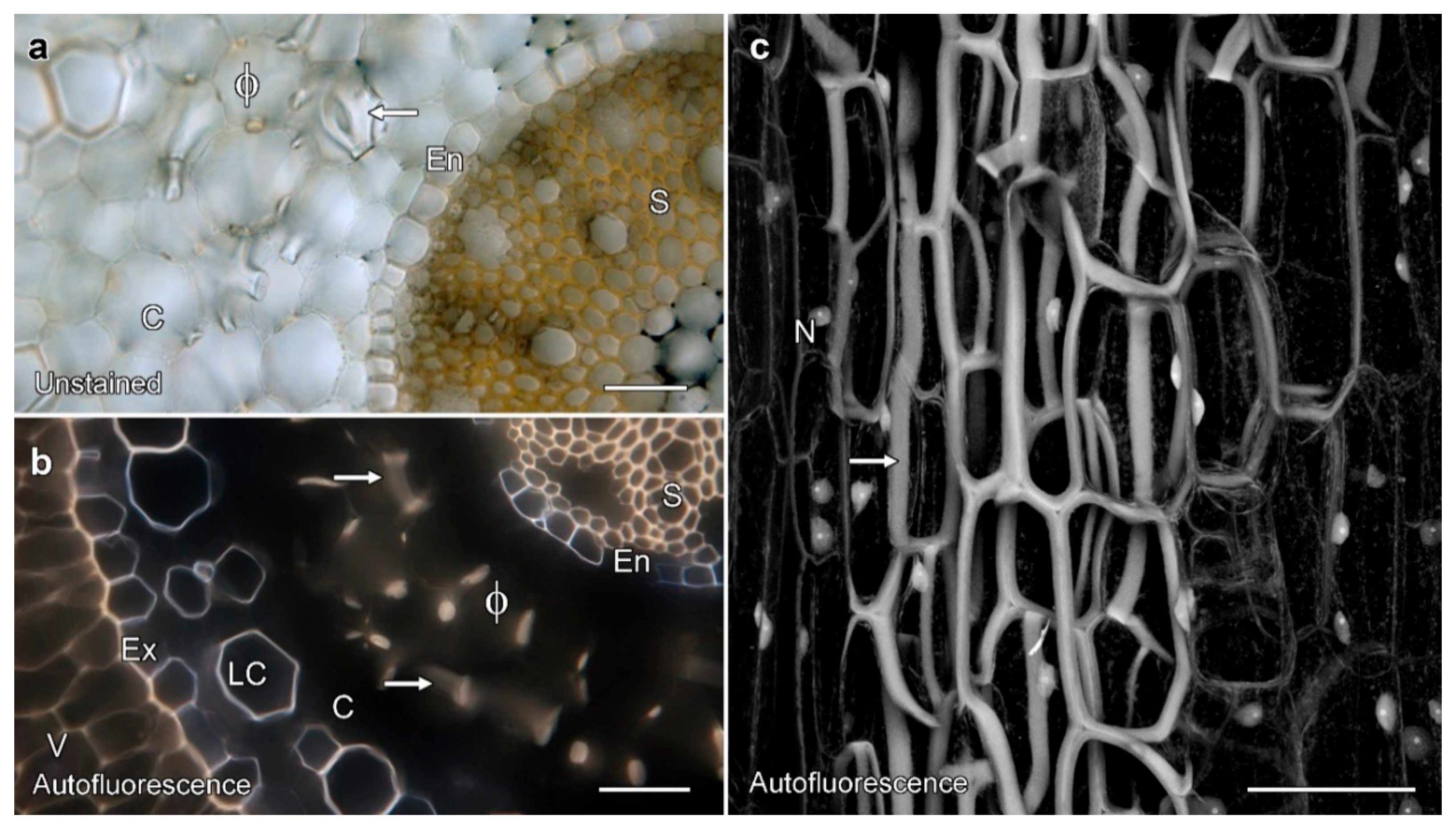 Plants 08 00574 g002 Plants 08 00574 g002