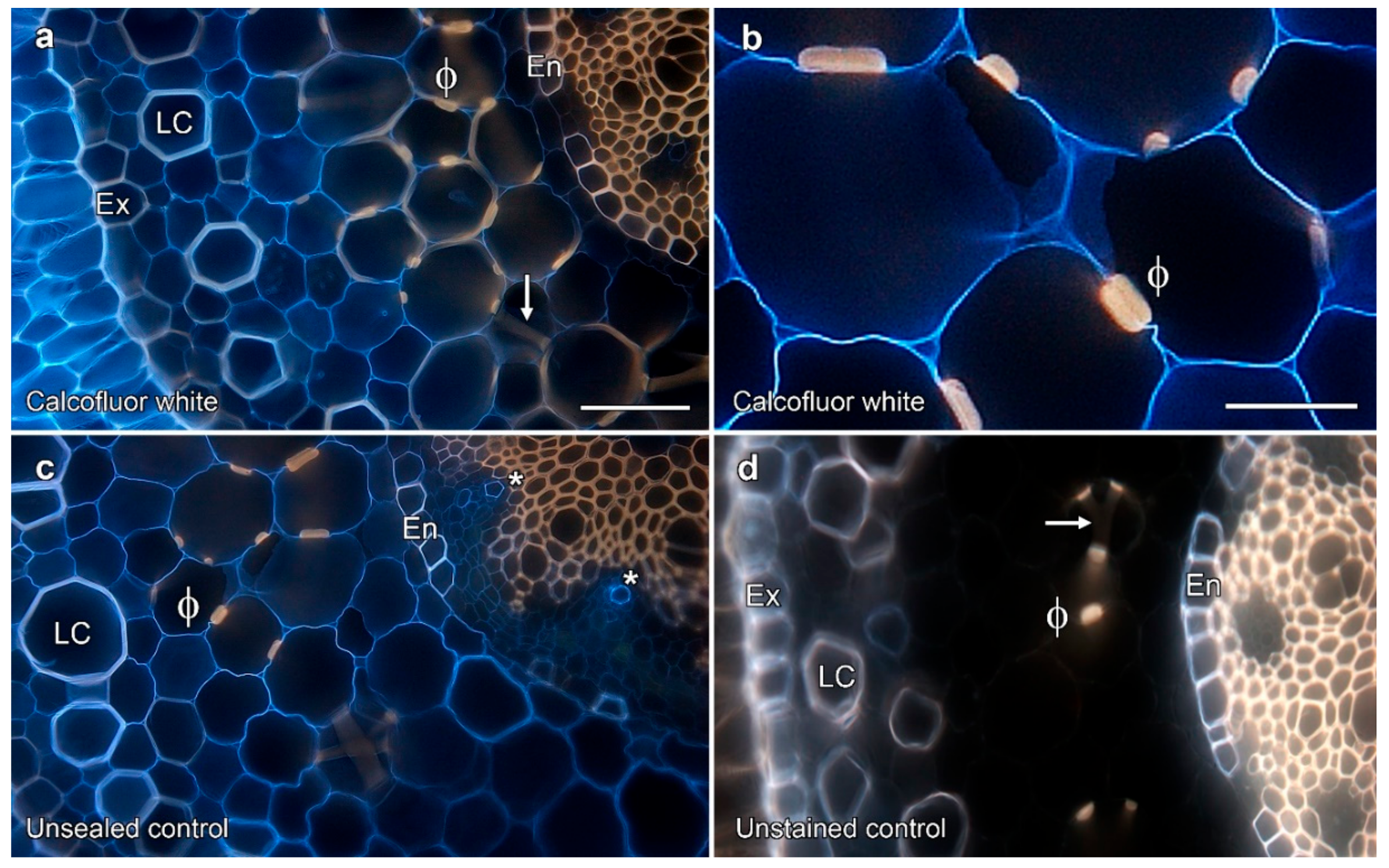 Plants 08 00574 g003 Plants 08 00574 g003