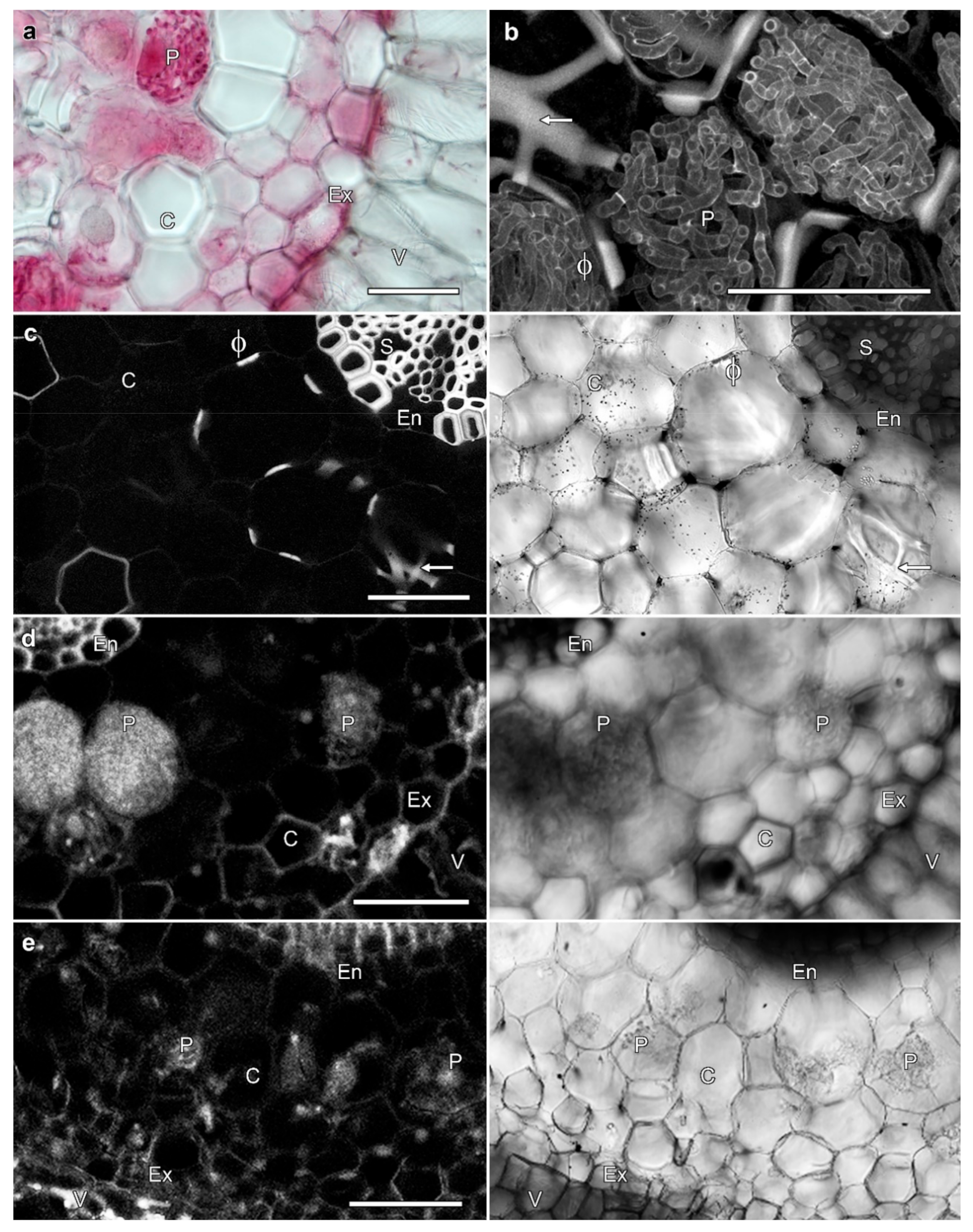 Plants 08 00574 g004 Plants 08 00574 g004