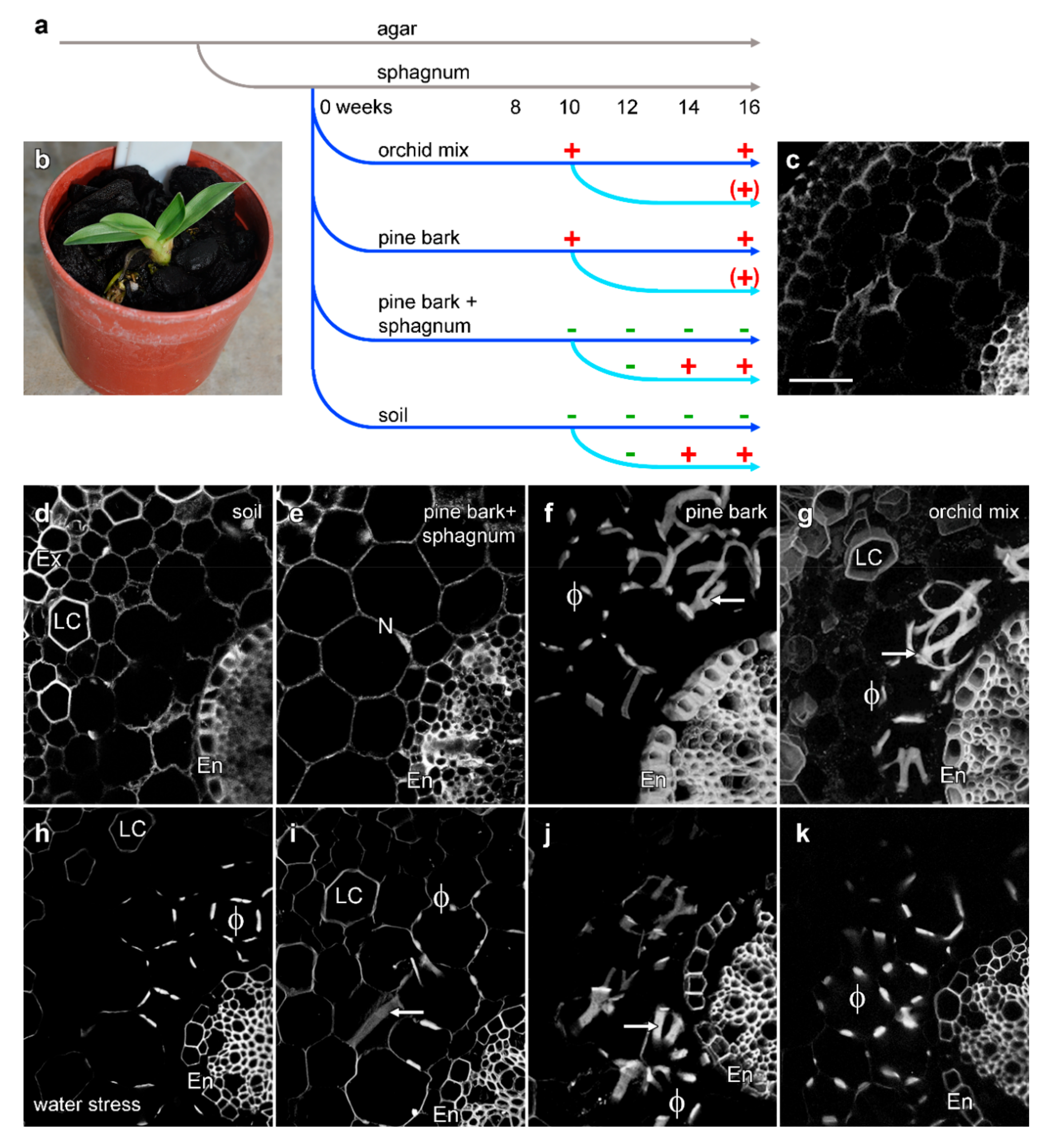Plants 08 00574 g005 Plants 08 00574 g005