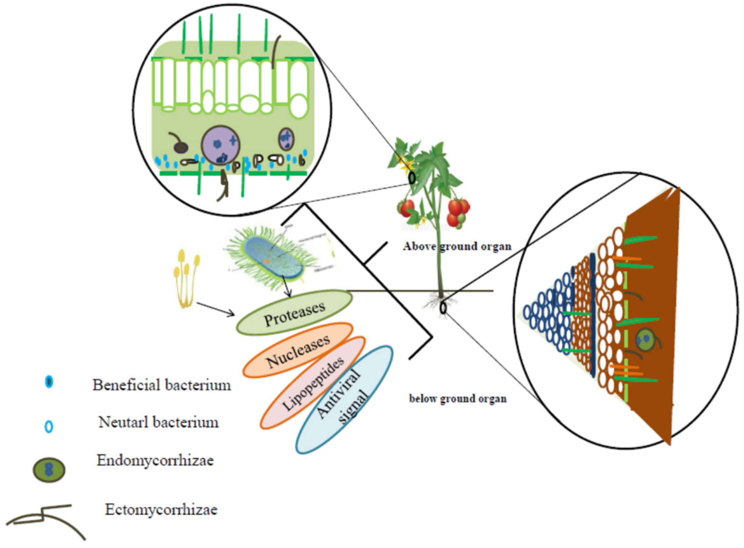 Plants 08 00575 g002 Plants 08 00575 g002
