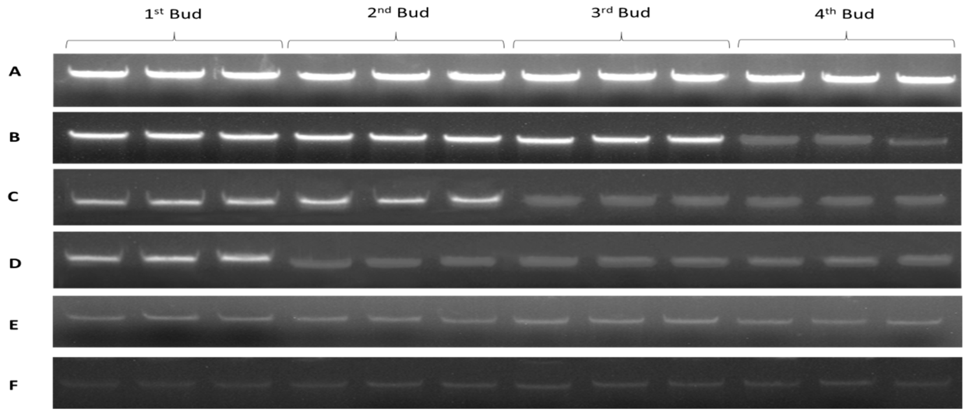 Plants 08 00577 g002
