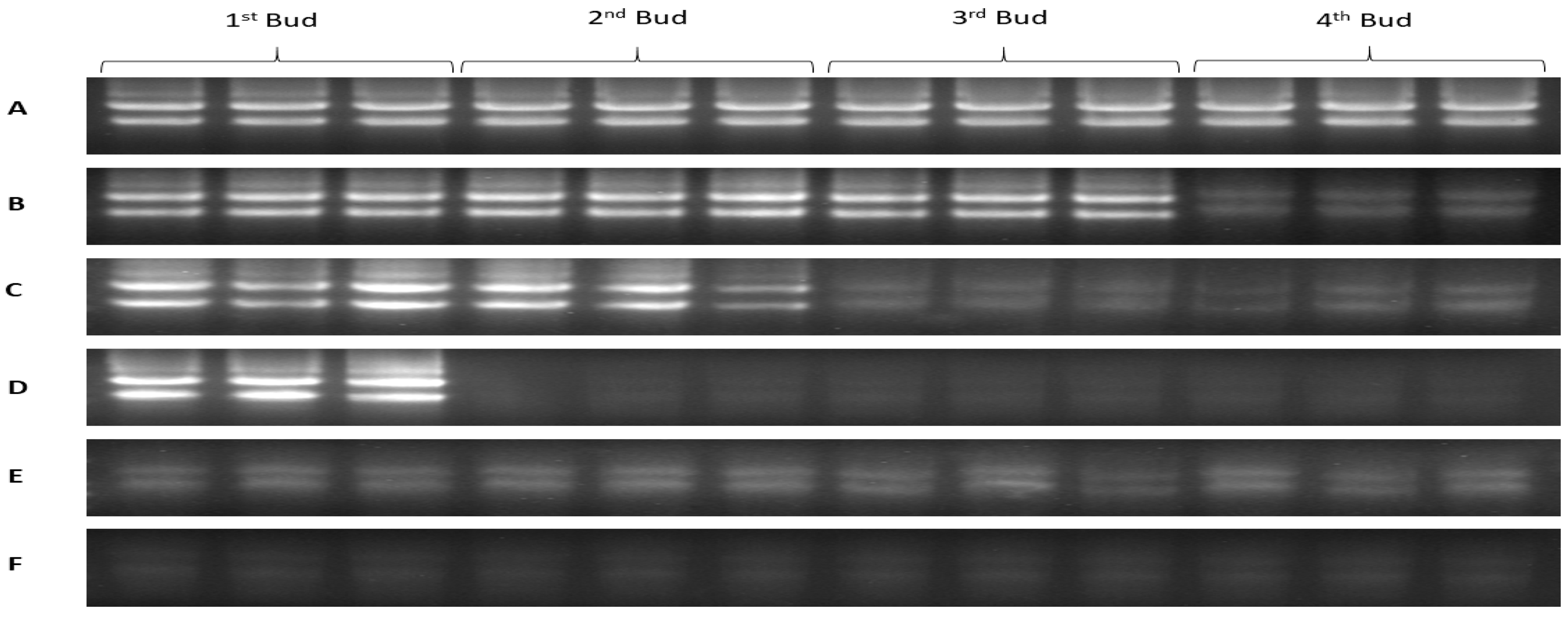 Plants 08 00577 g003