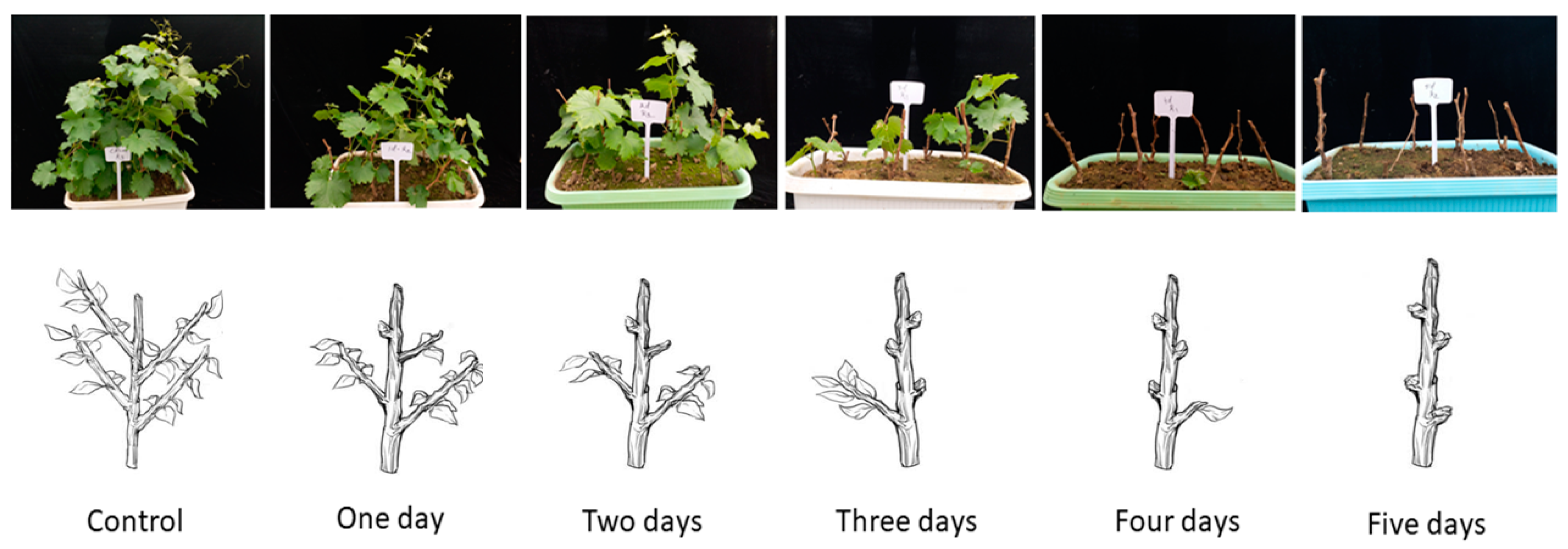 Plants 08 00577 g012