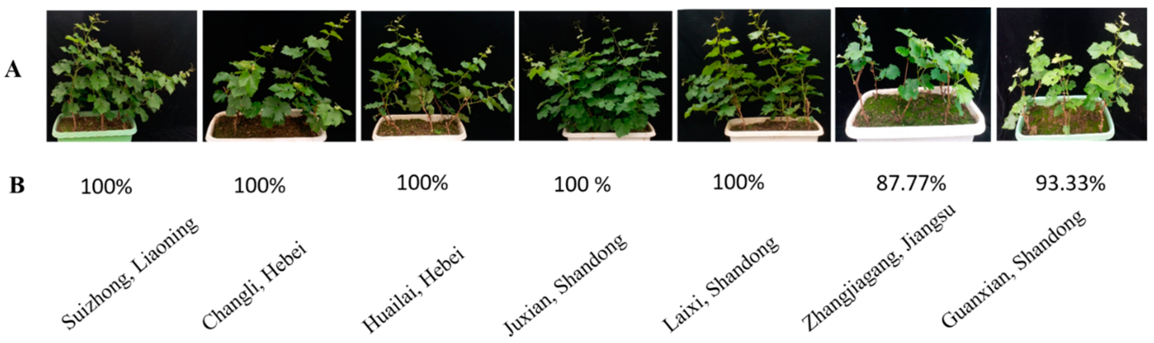 Plants 08 00577 g017