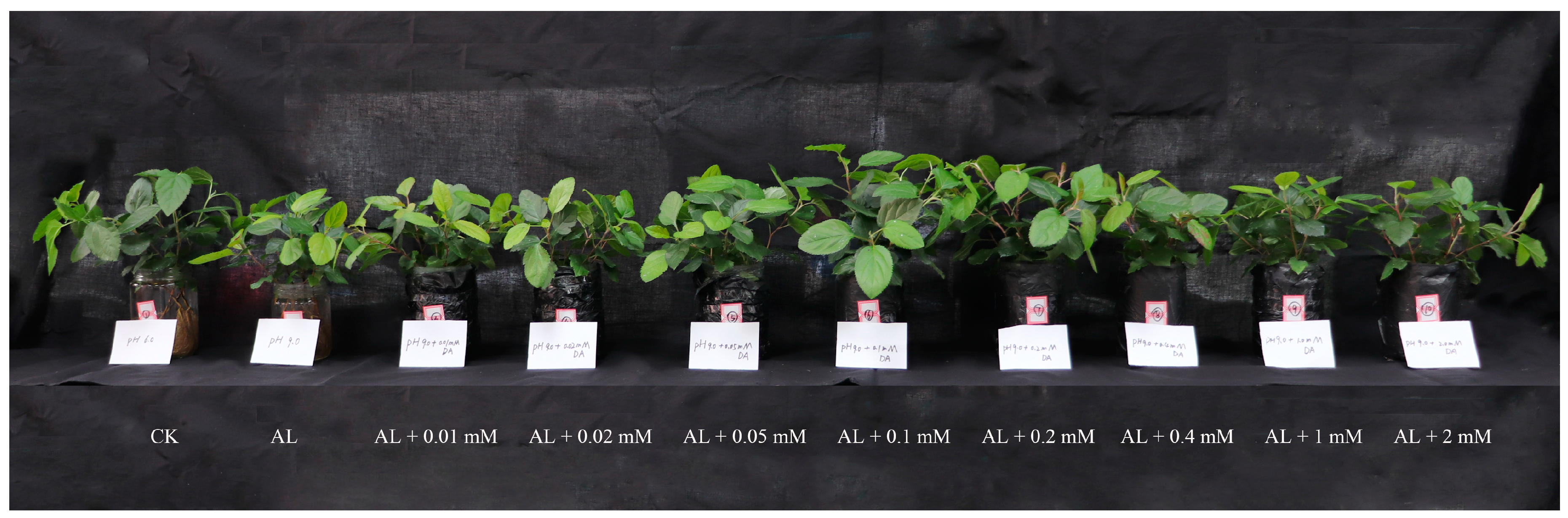 Plants 08 00580 g001 Plants 08 00580 g001
