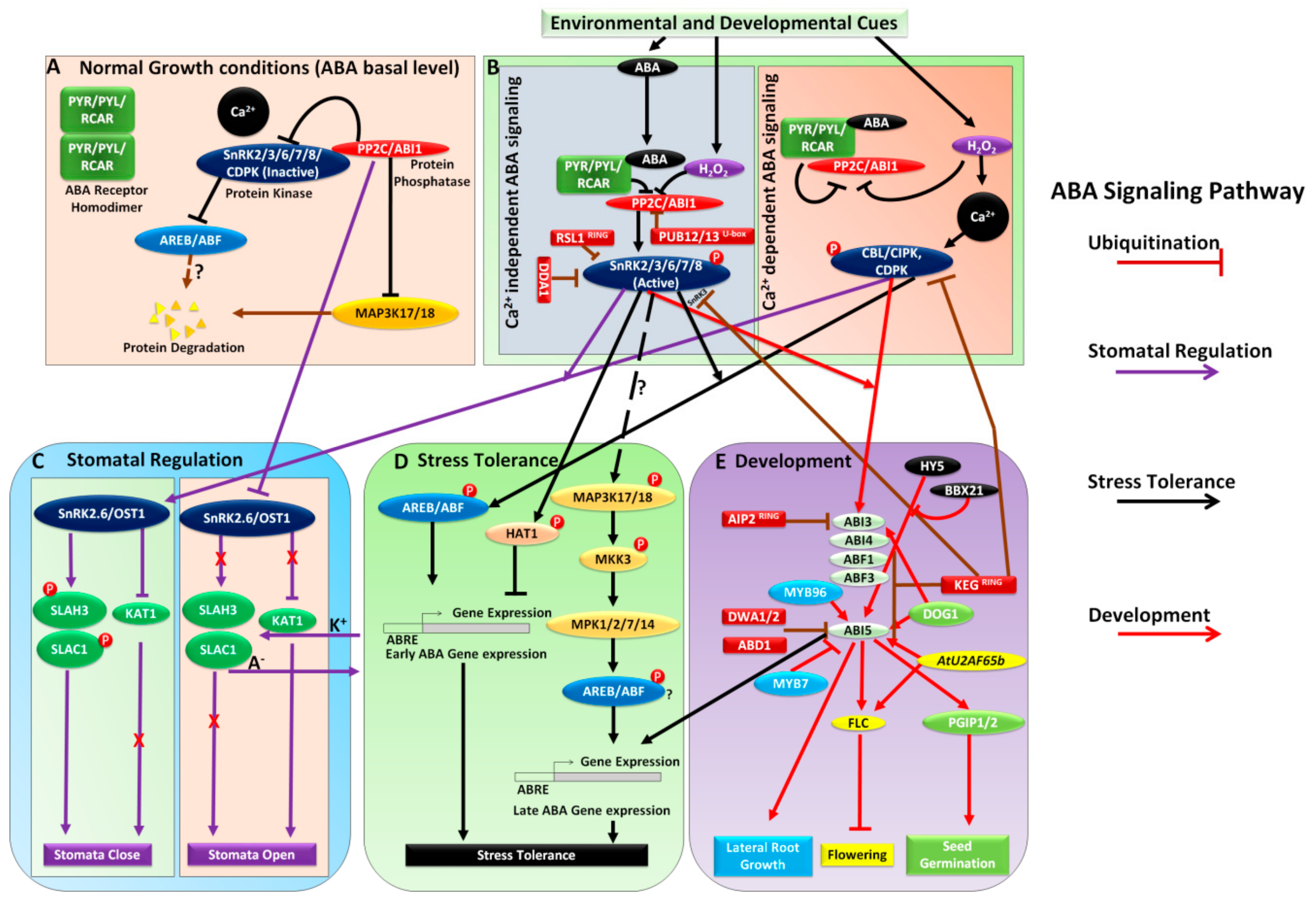 Plants 08 00592 g001