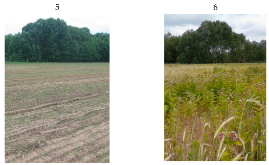 Plants 08 00593 g0a1b