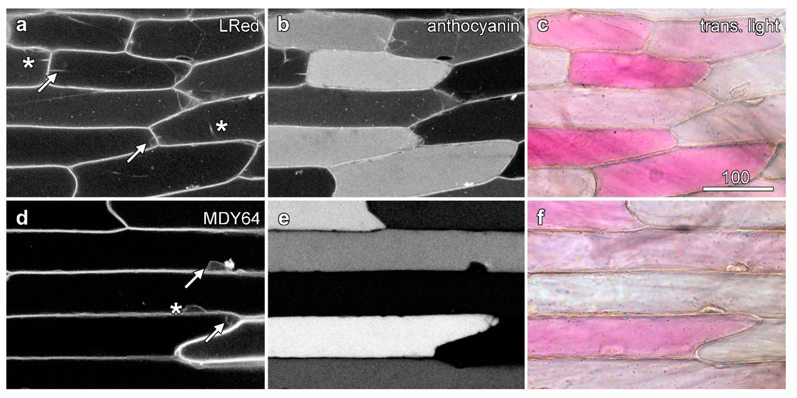 Plants 08 00596 g003