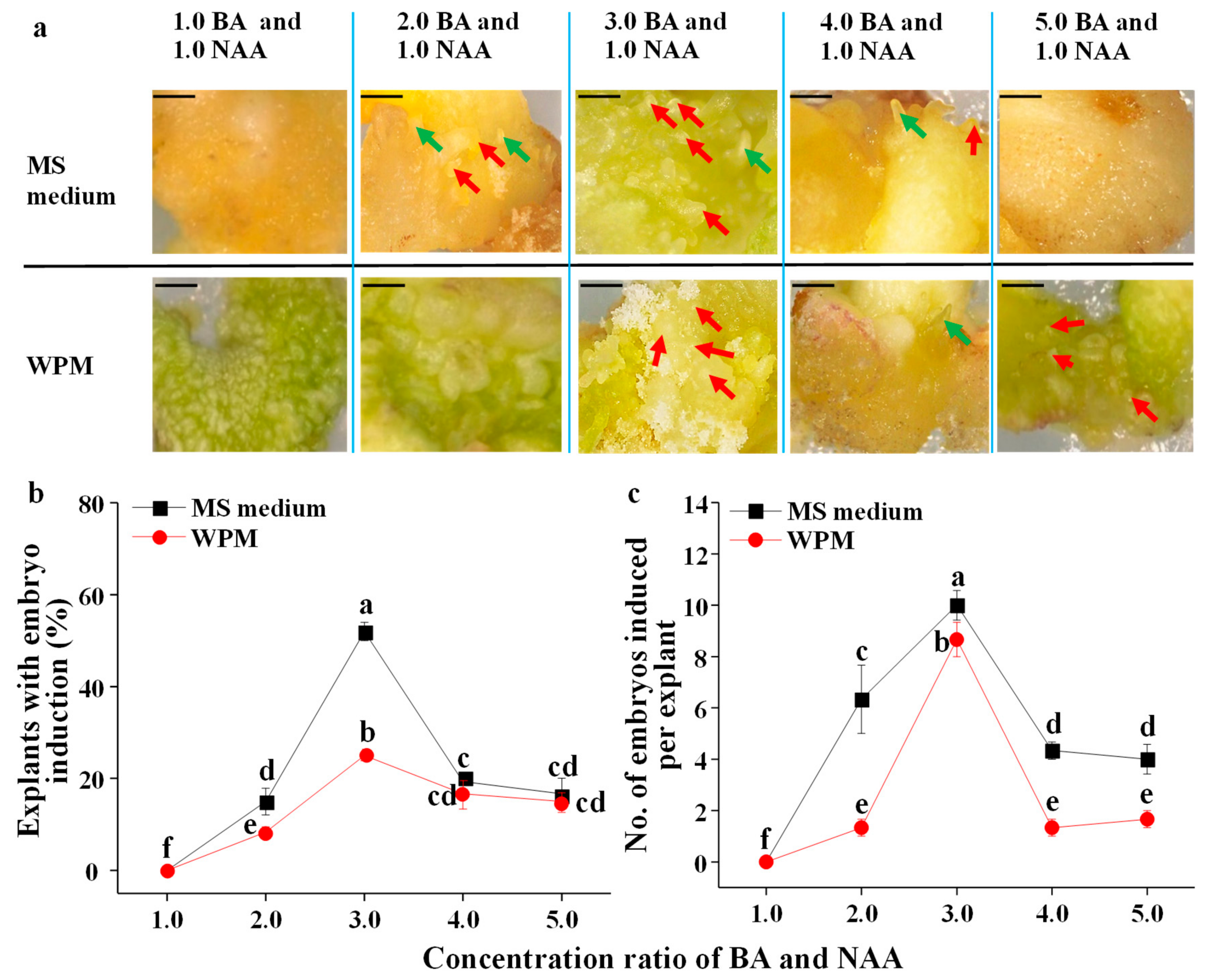 Plants 09 00003 g002 Plants 09 00003 g002