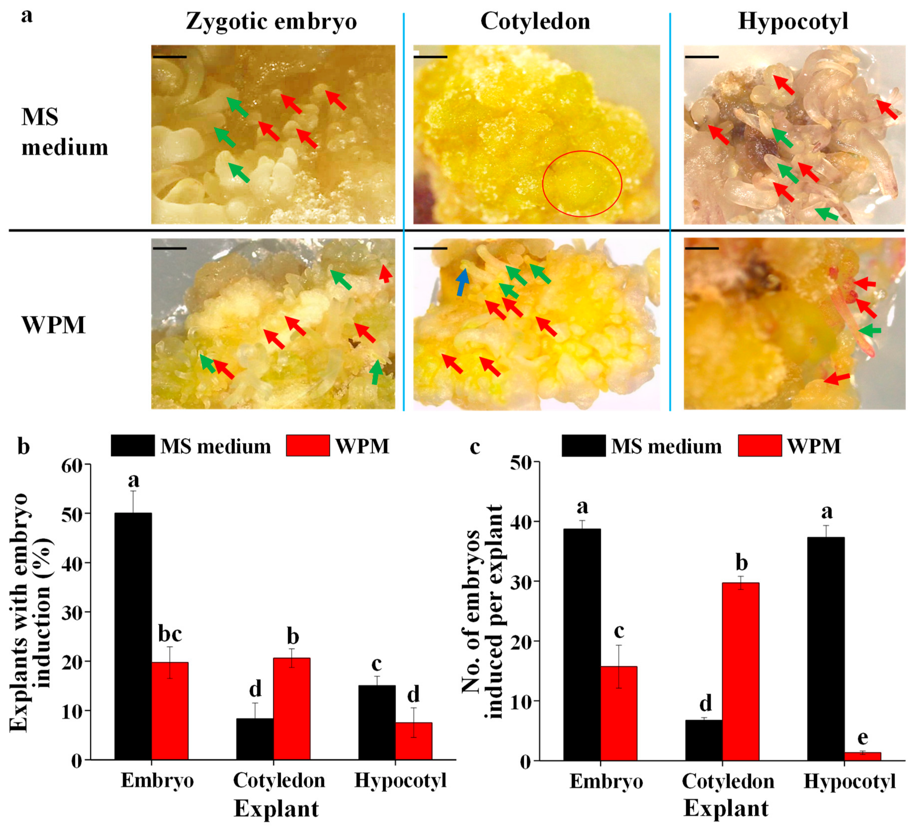 Plants 09 00003 g003 Plants 09 00003 g003
