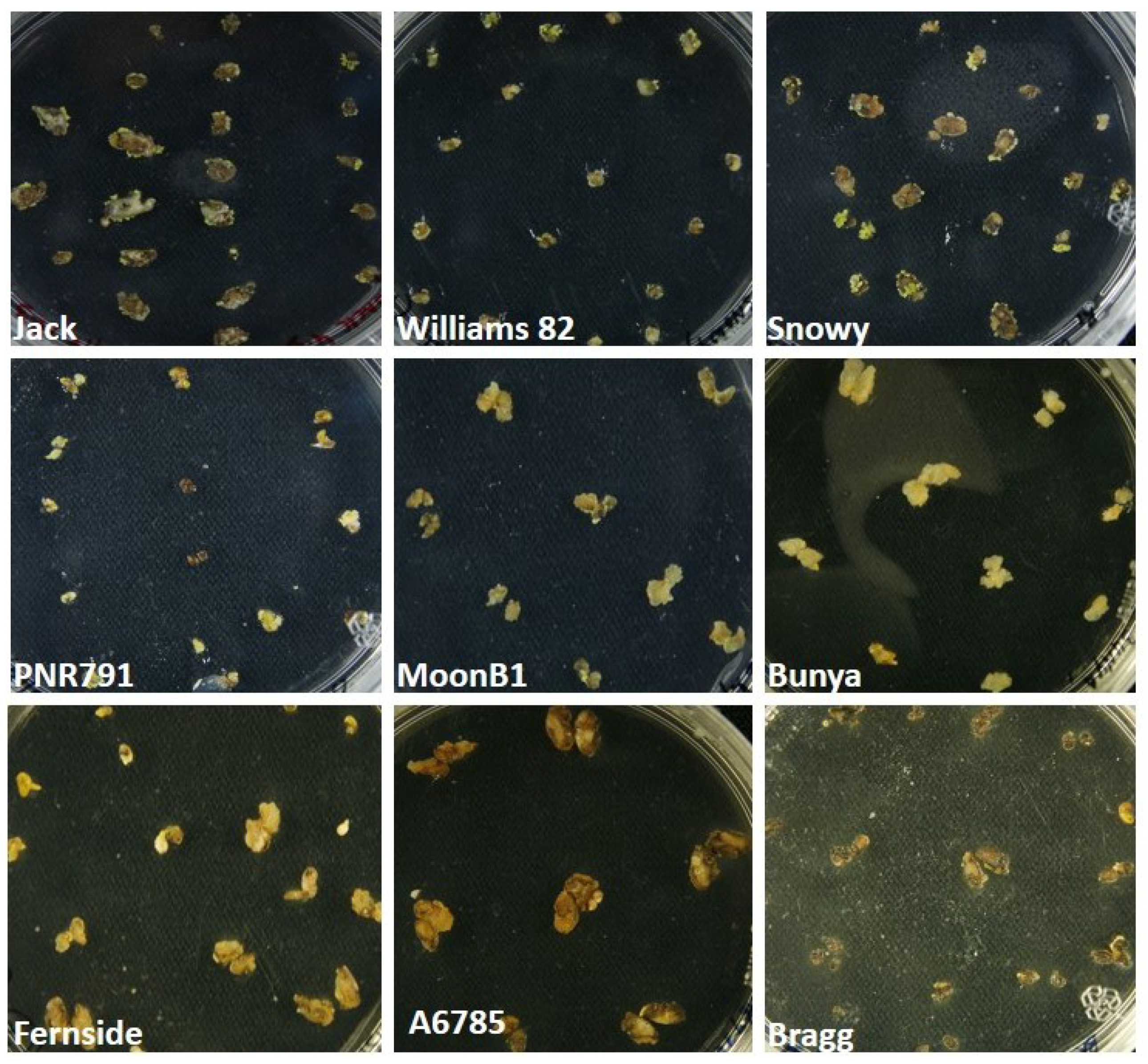 Plants 09 00038 g002