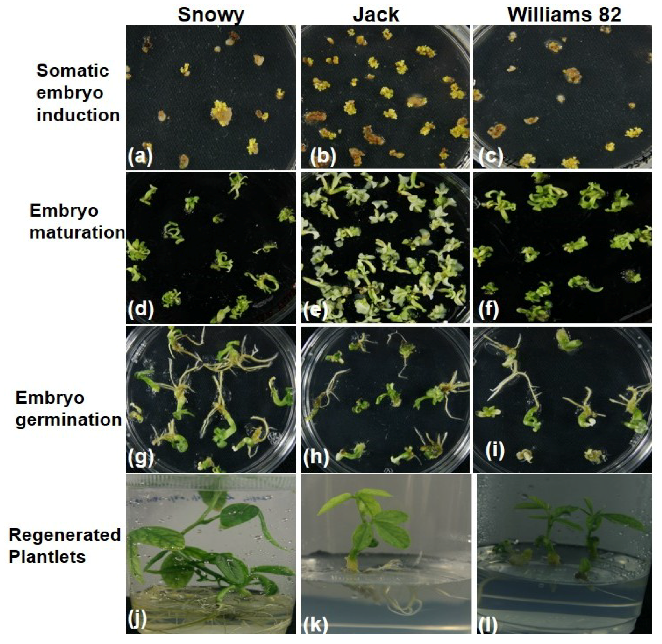 Plants 09 00038 g005