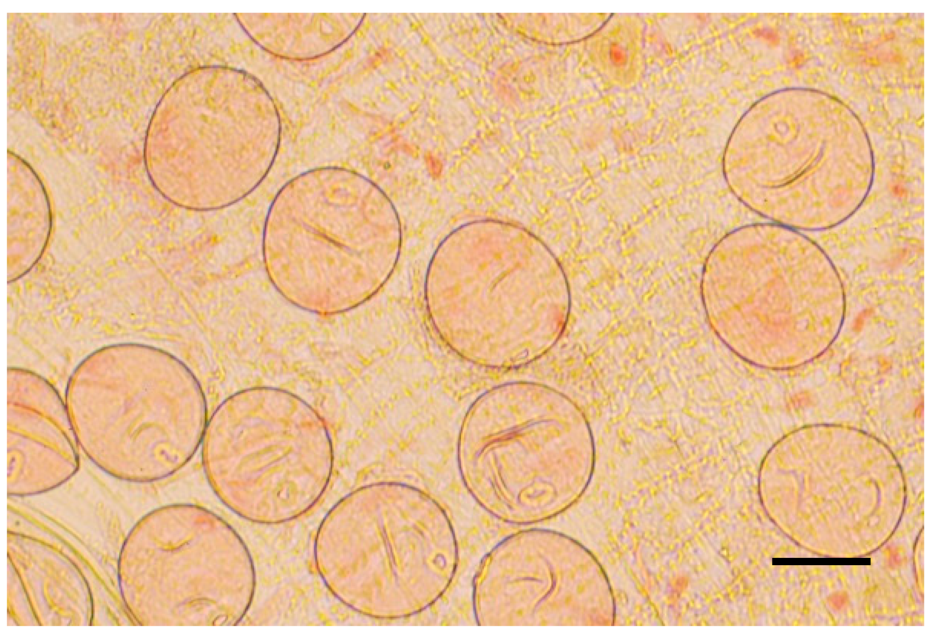 Plants 09 00049 g003 Plants 09 00049 g003