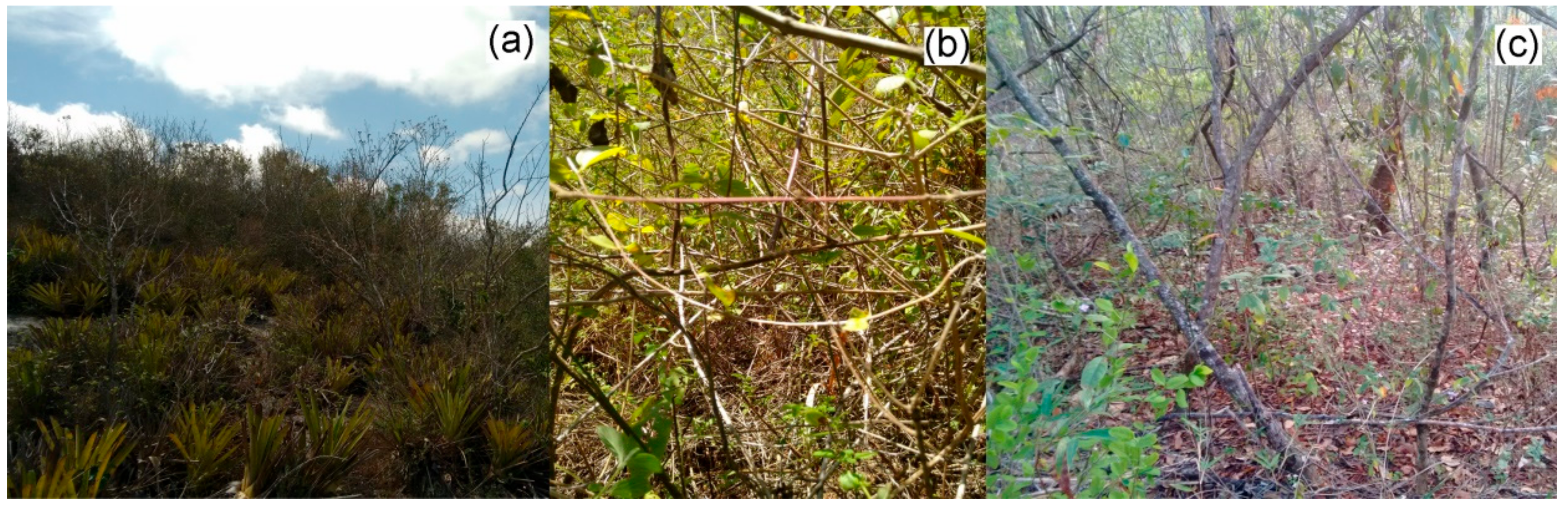 Plants 09 00052 g005