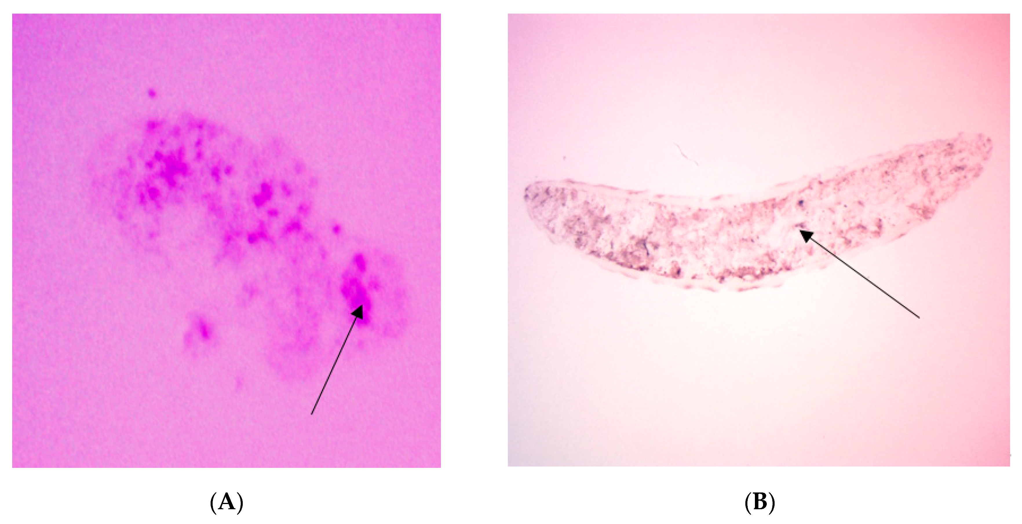 Plants 09 00055 g008