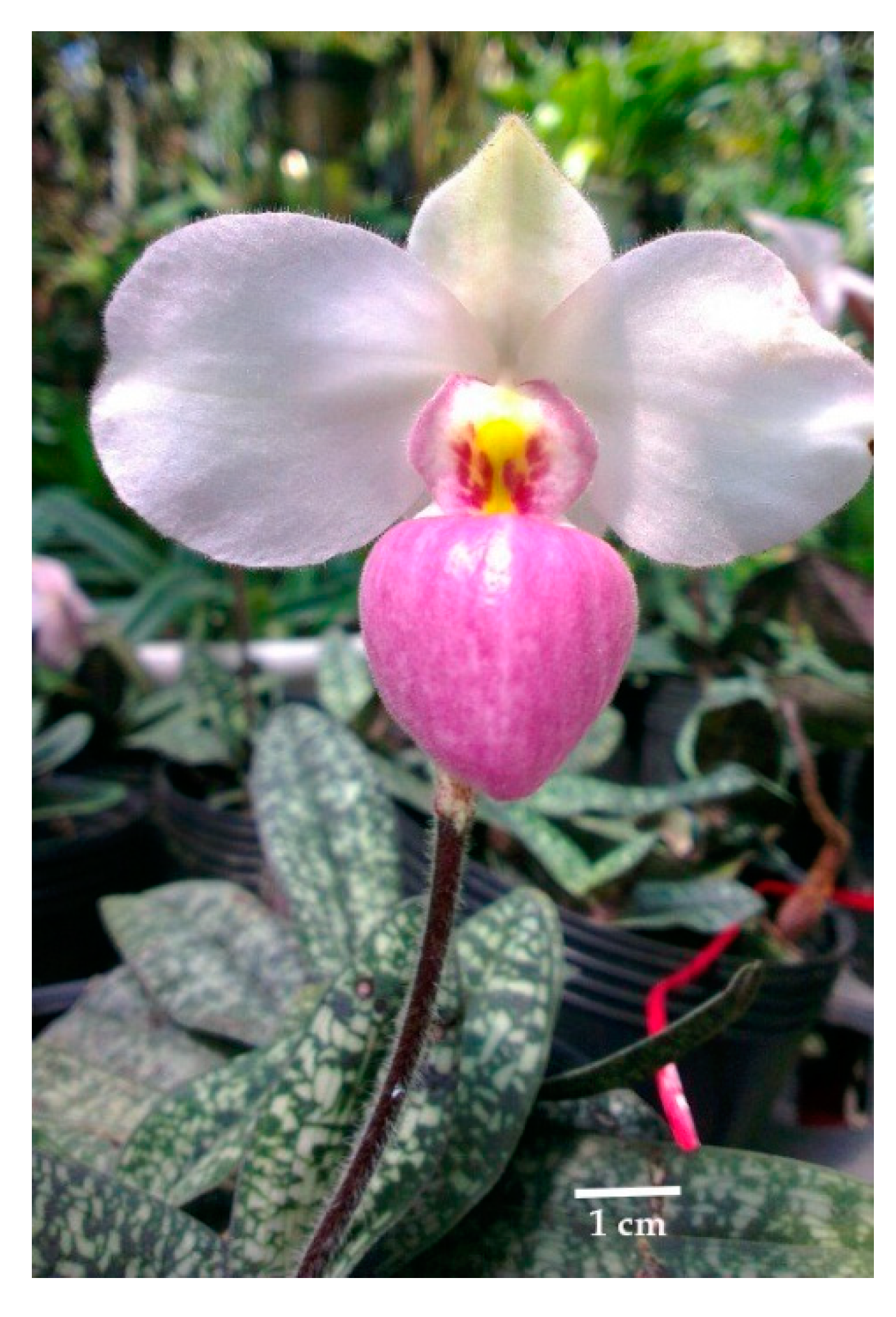 Plants 09 00061 g005 Plants 09 00061 g005