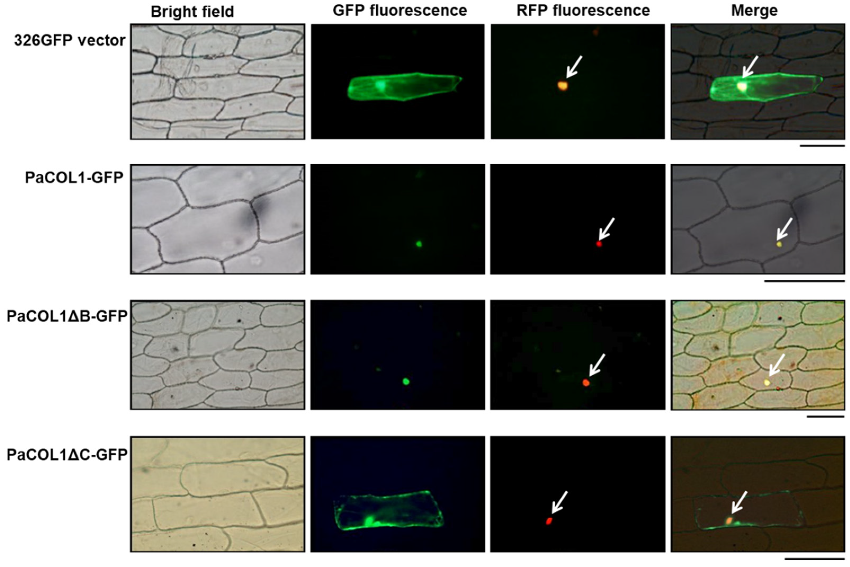 Plants 09 00068 g002