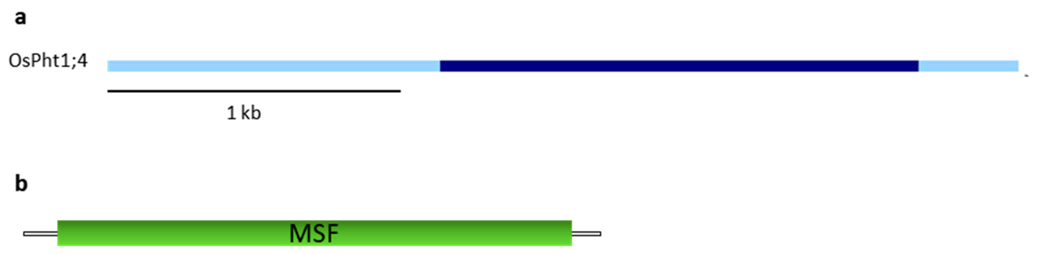 Plants 09 00069 g005