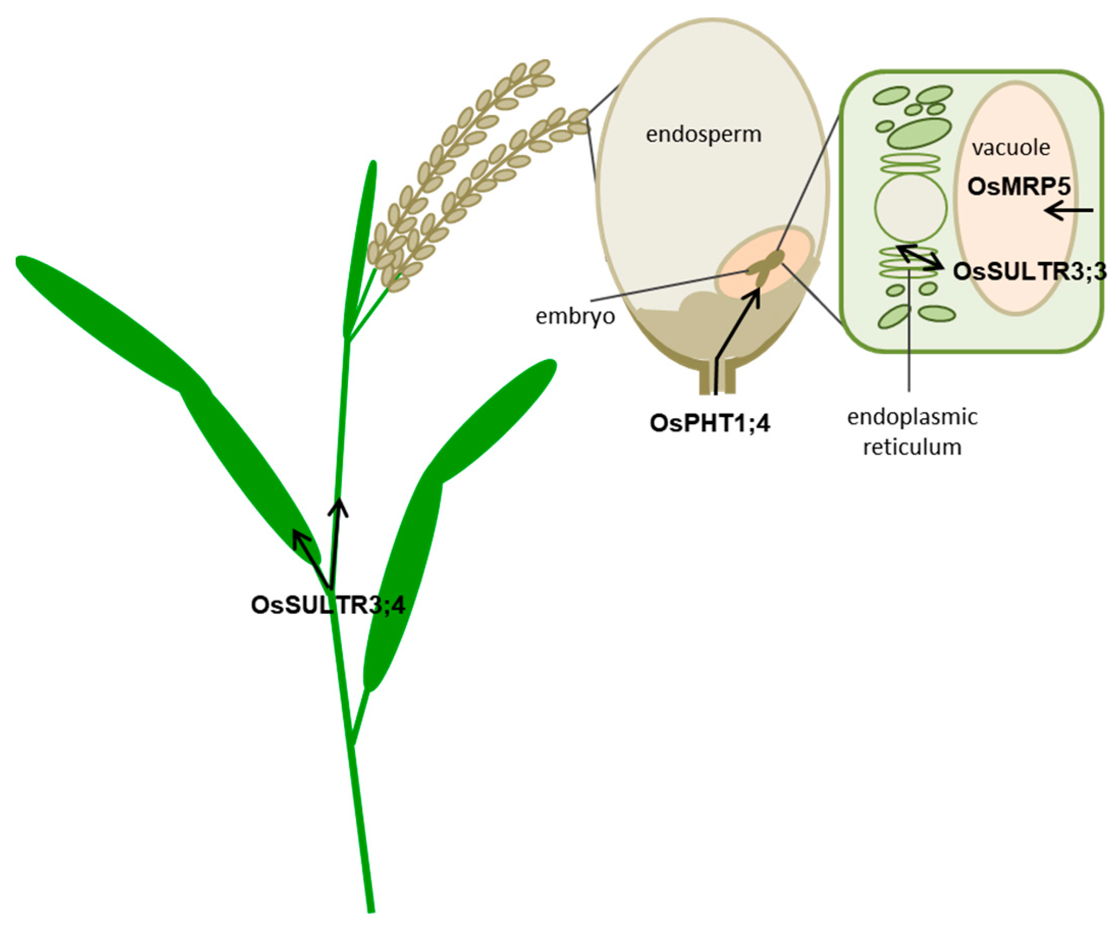 Plants 09 00069 g006