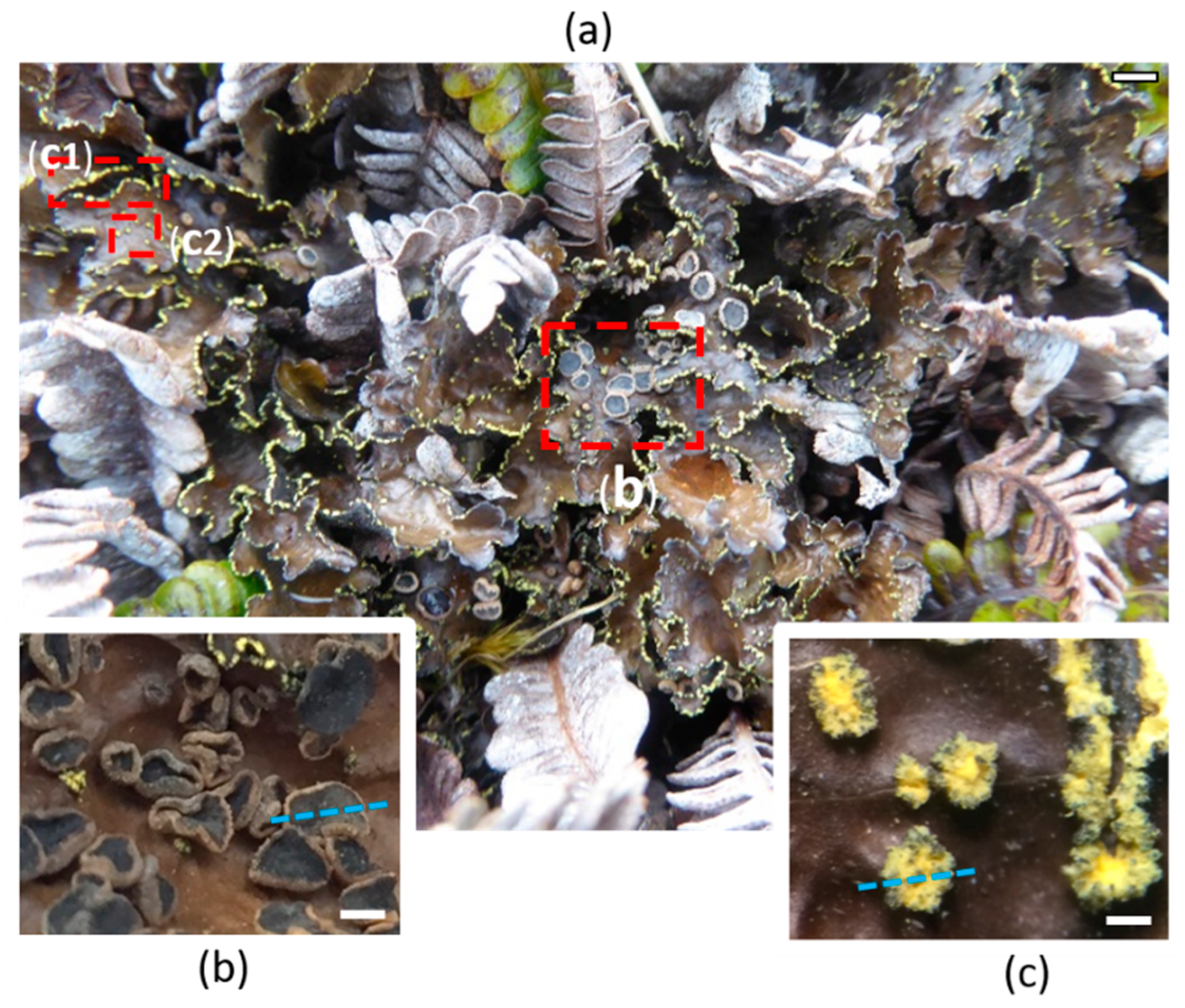 Plants 09 00070 g001