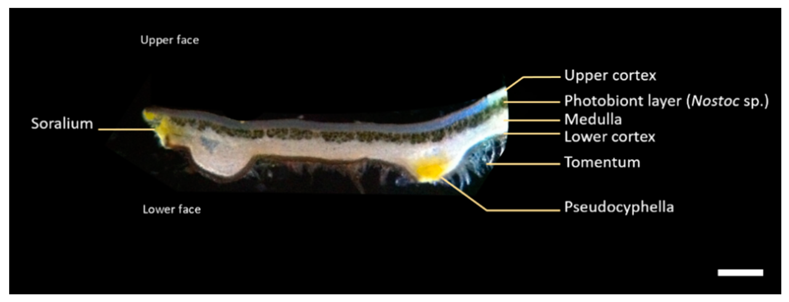 Plants 09 00070 g002