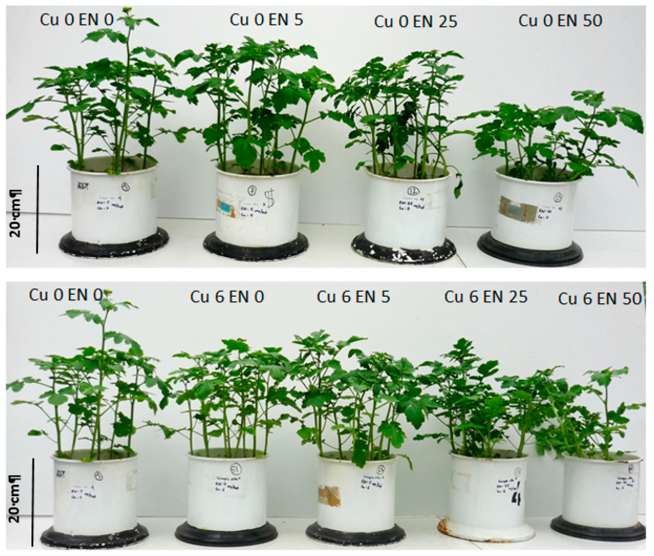 Plants 09 00107 g005 Plants 09 00107 g005