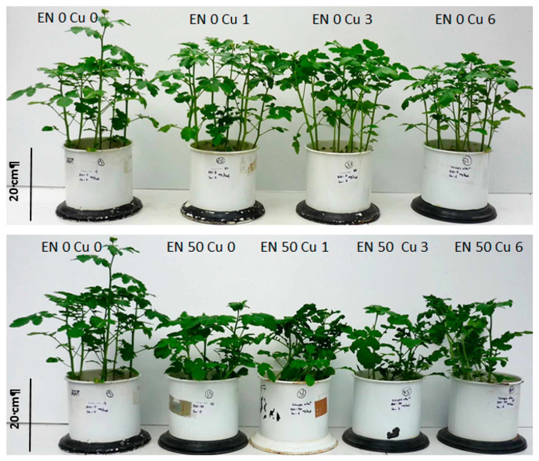 Plants 09 00107 g006 Plants 09 00107 g006