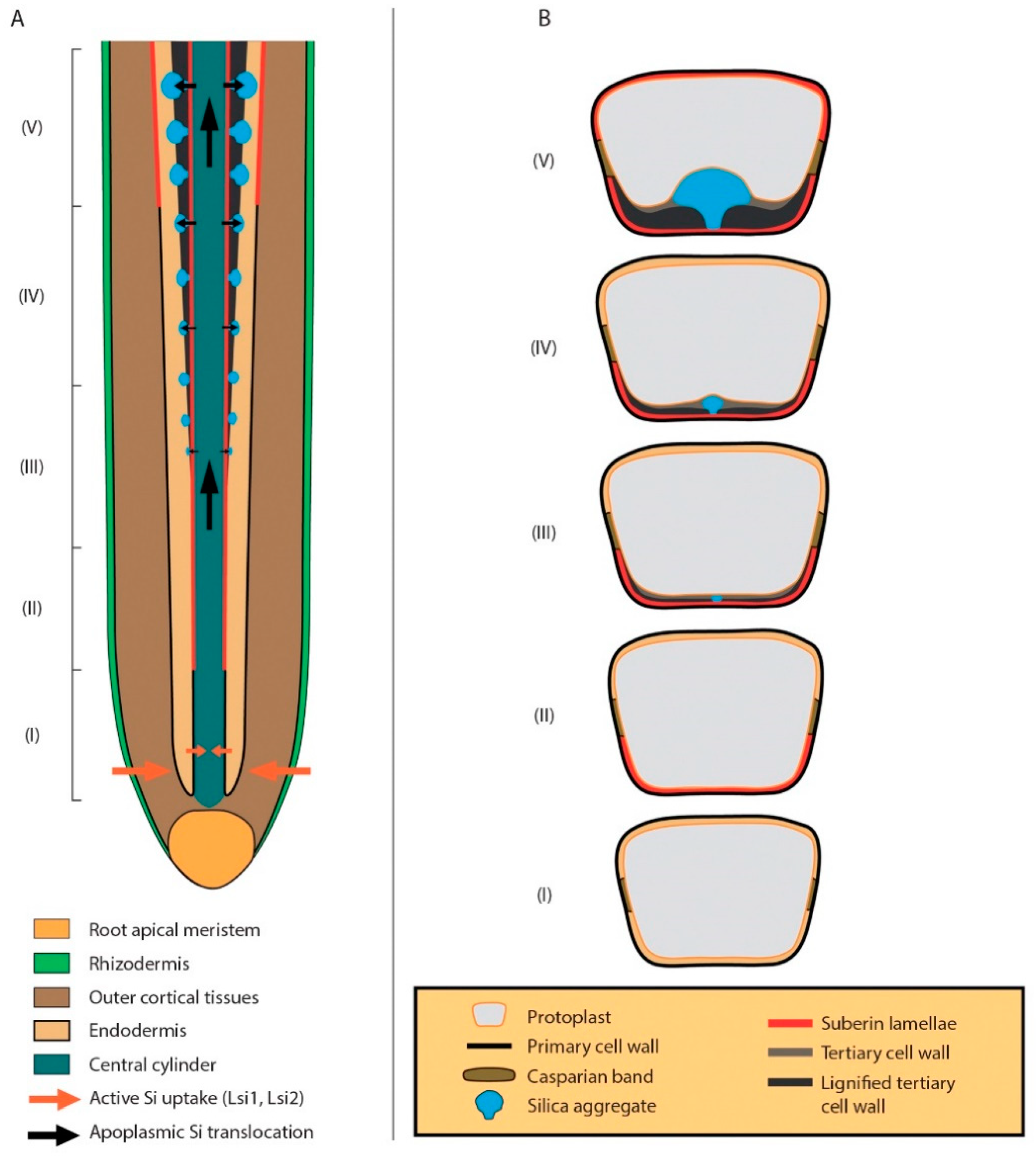 Plants 09 00111 g002