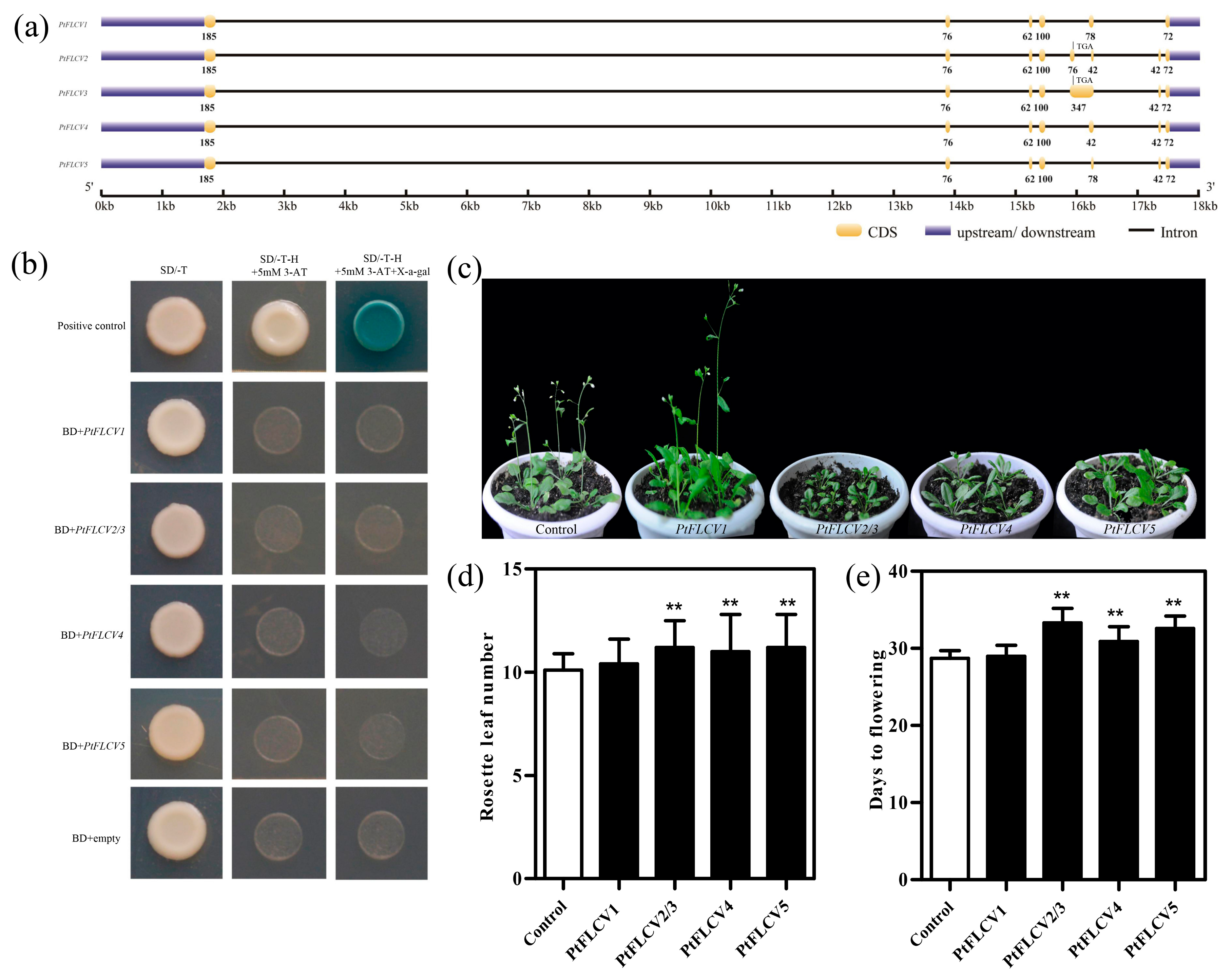 Plants 09 00114 g001 Plants 09 00114 g001