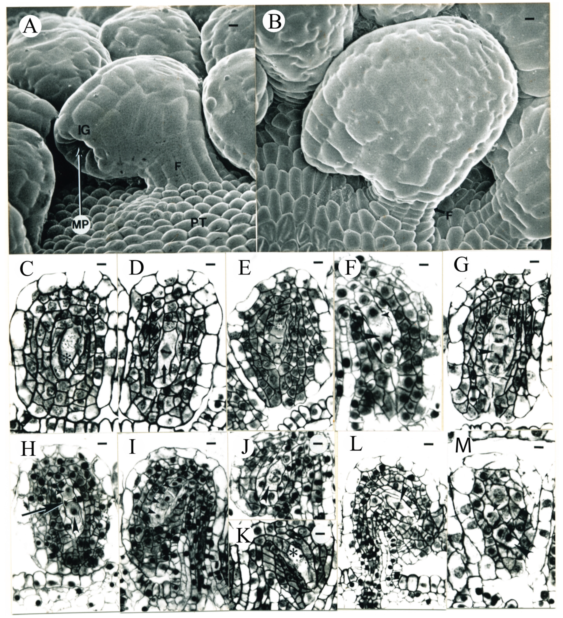 Plants 09 00127 g010 Plants 09 00127 g010