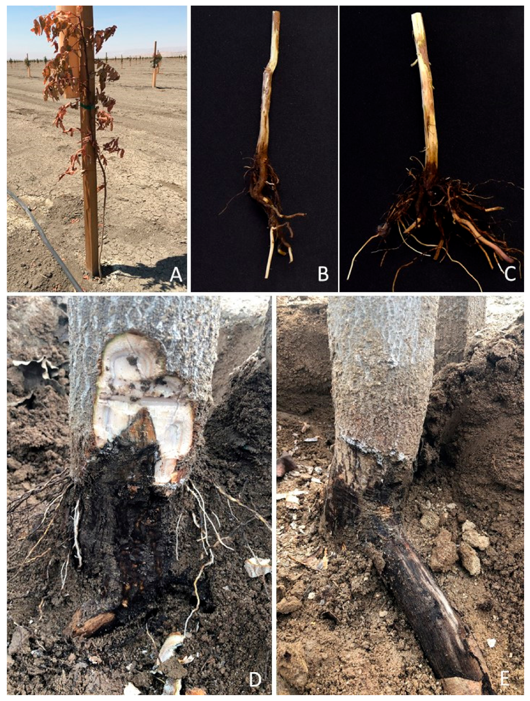 Plants 09 00134 g001