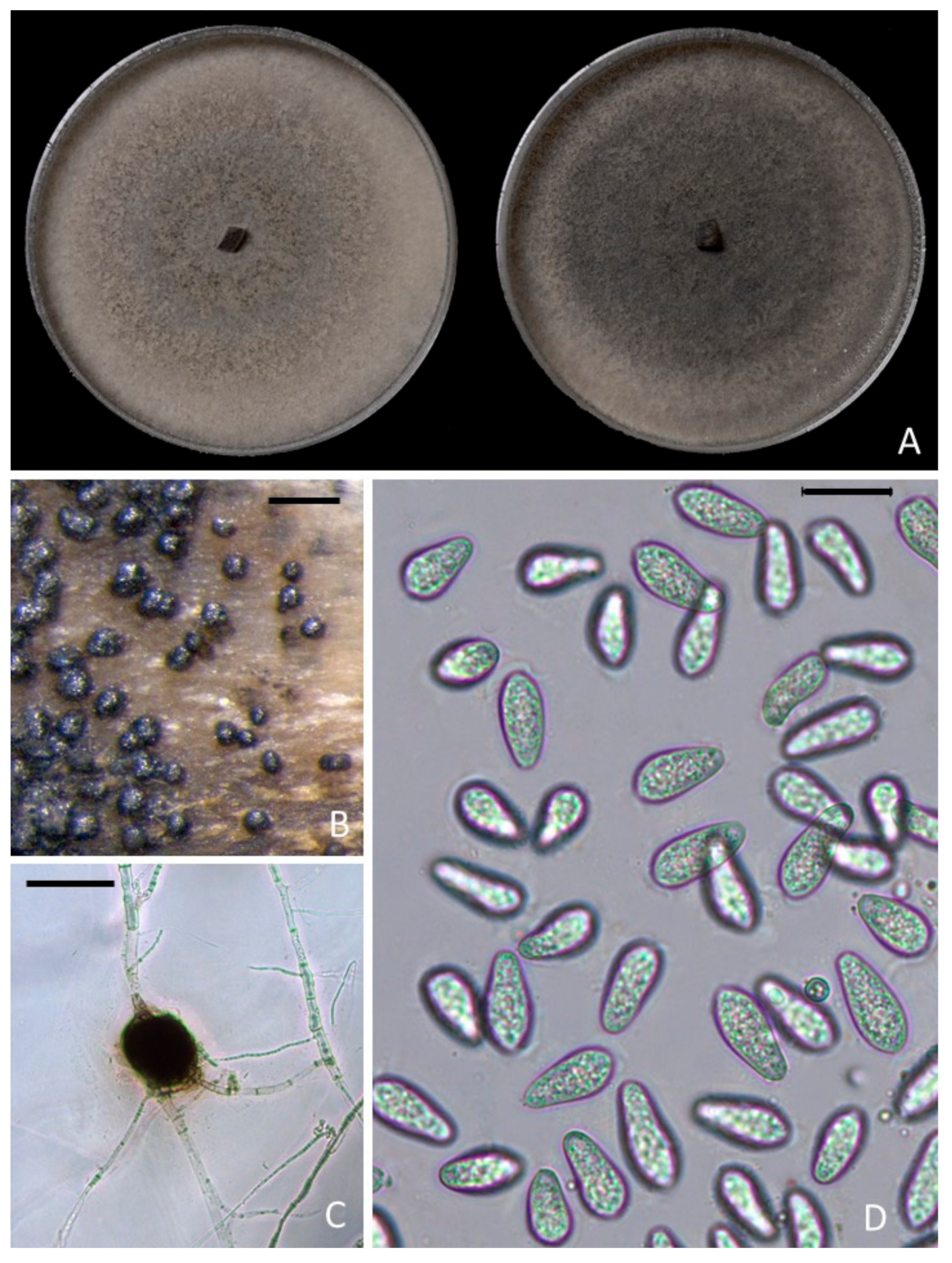 Plants 09 00134 g003