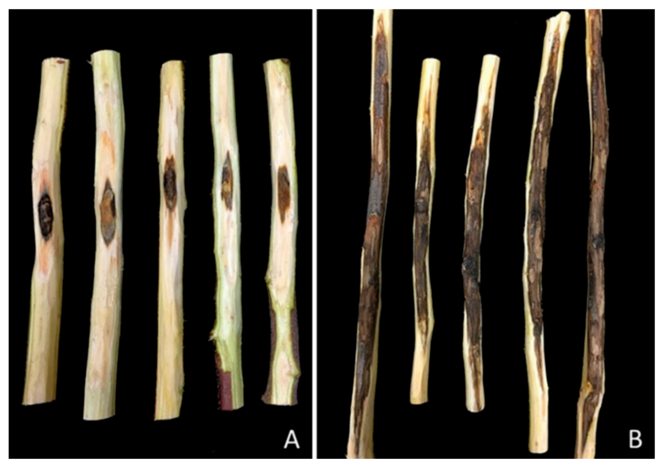 Plants 09 00134 g006