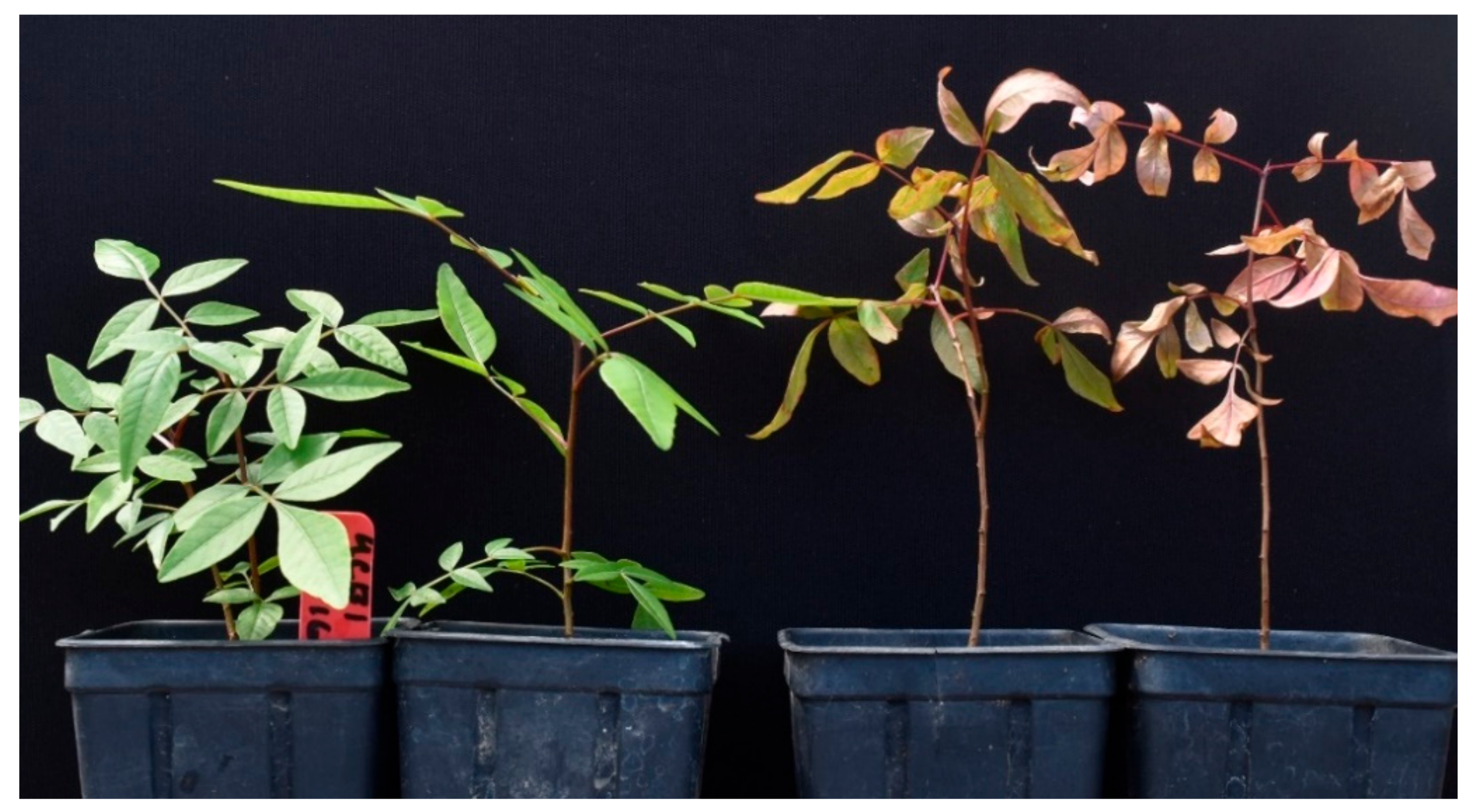 Plants 09 00134 g008