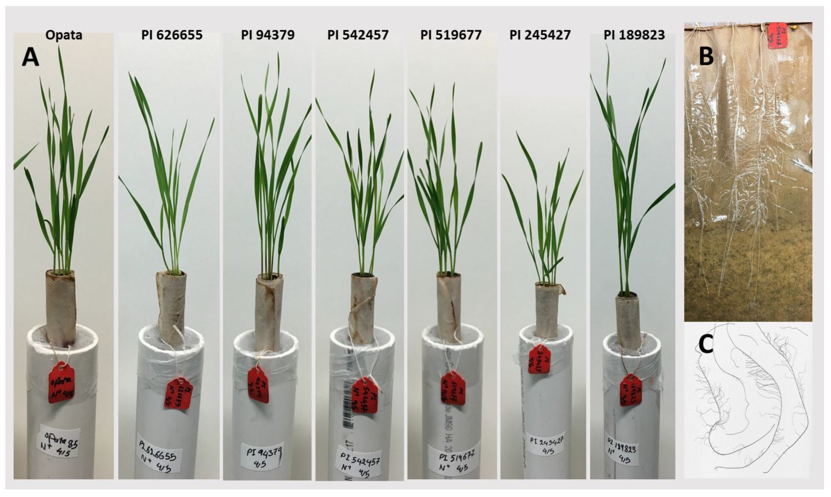 Plants 09 00144 g001