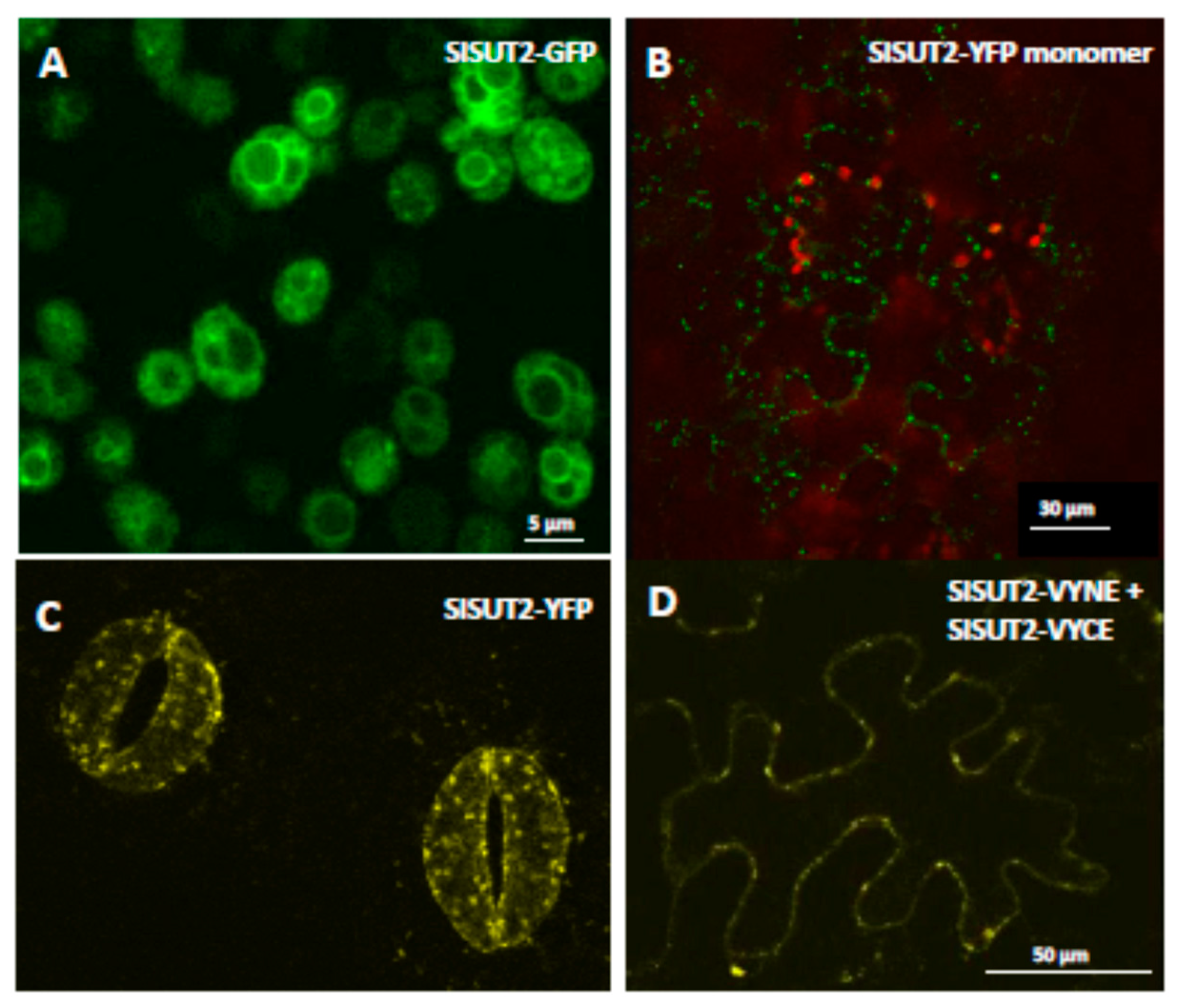 Plants 09 00158 g002 Plants 09 00158 g002