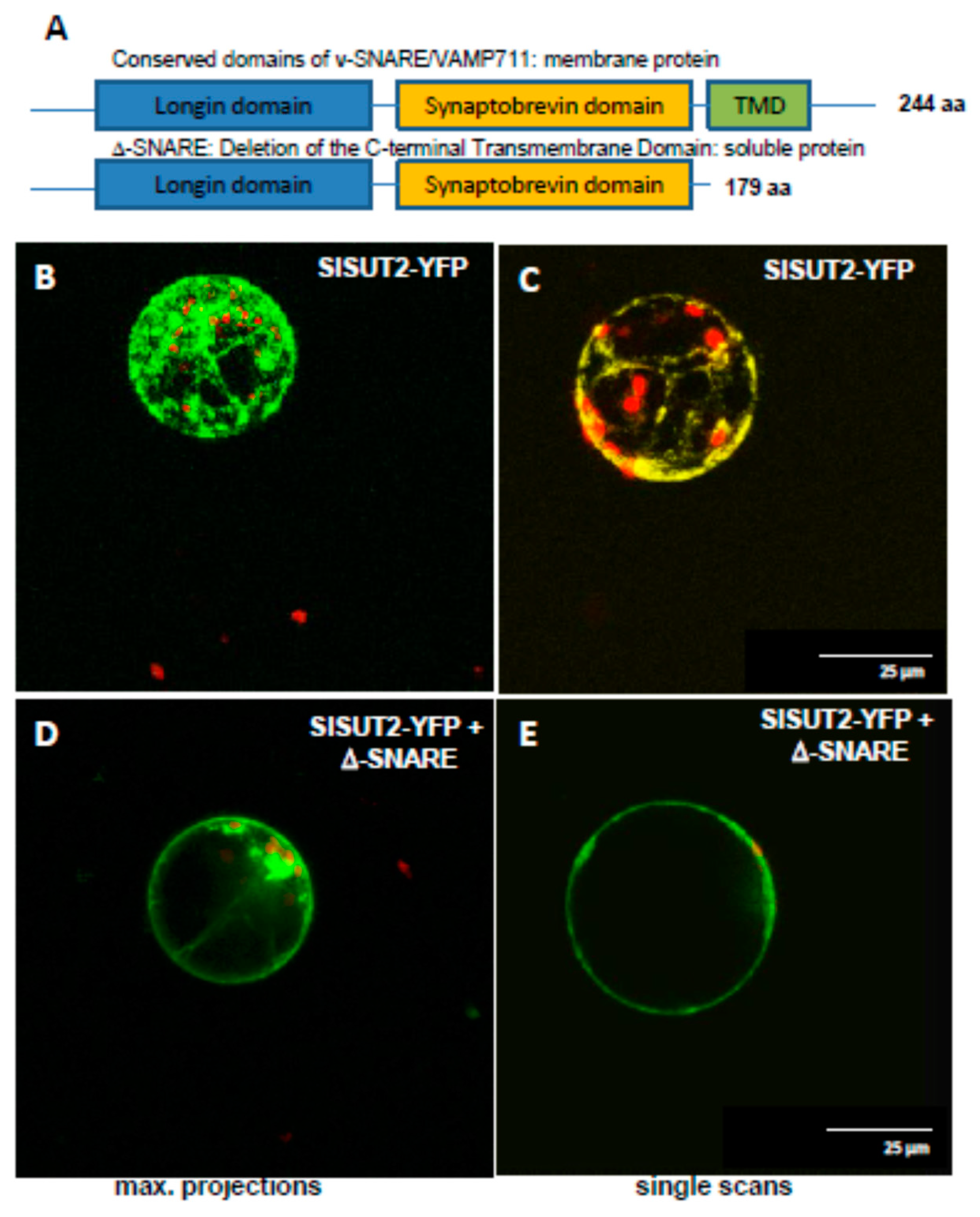Plants 09 00158 g005 Plants 09 00158 g005