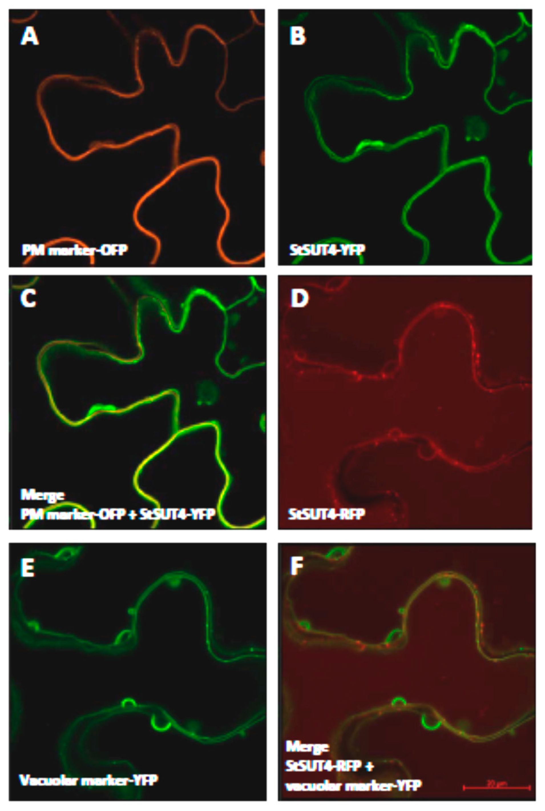 Plants 09 00158 g006 Plants 09 00158 g006