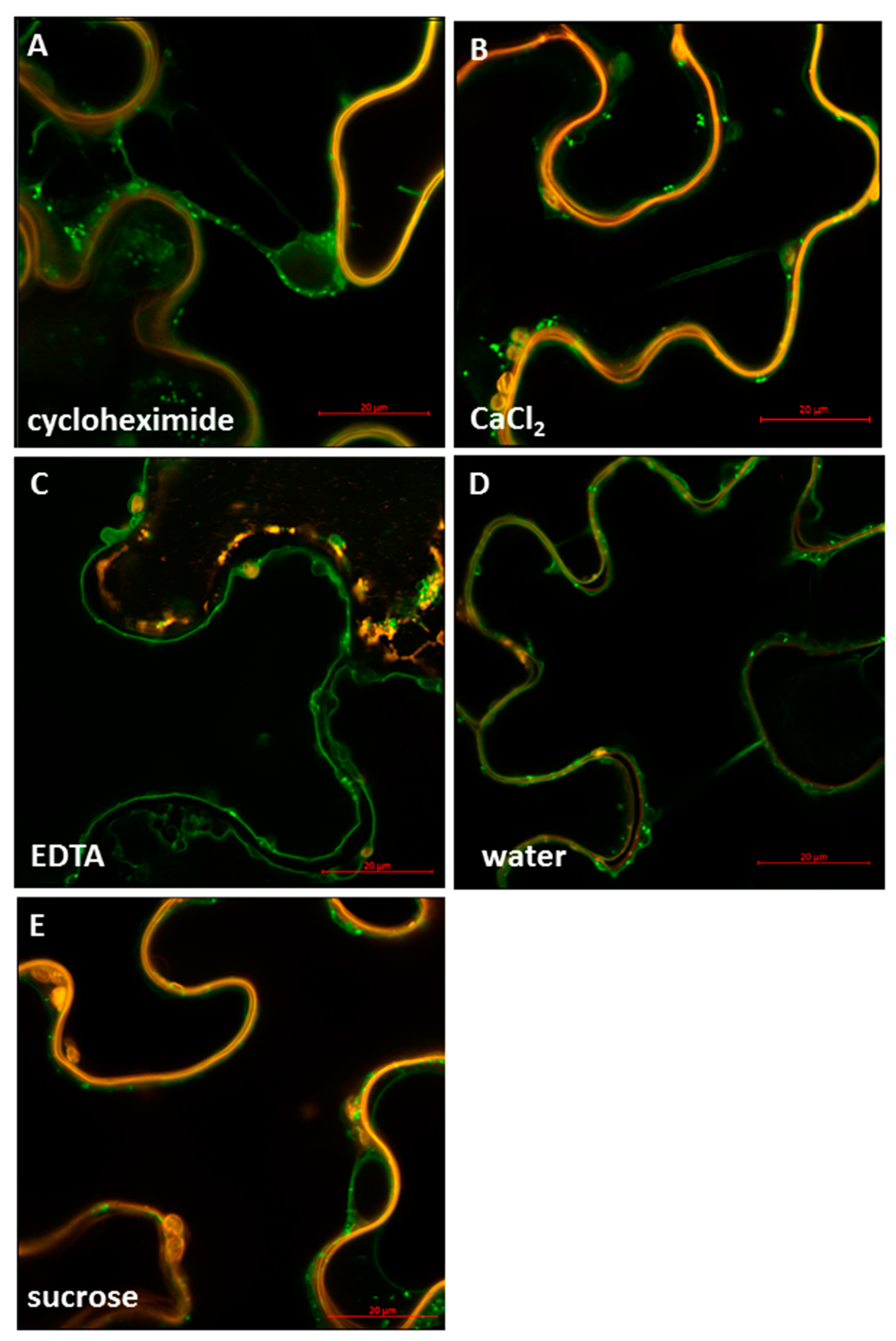Plants 09 00158 g007 Plants 09 00158 g007